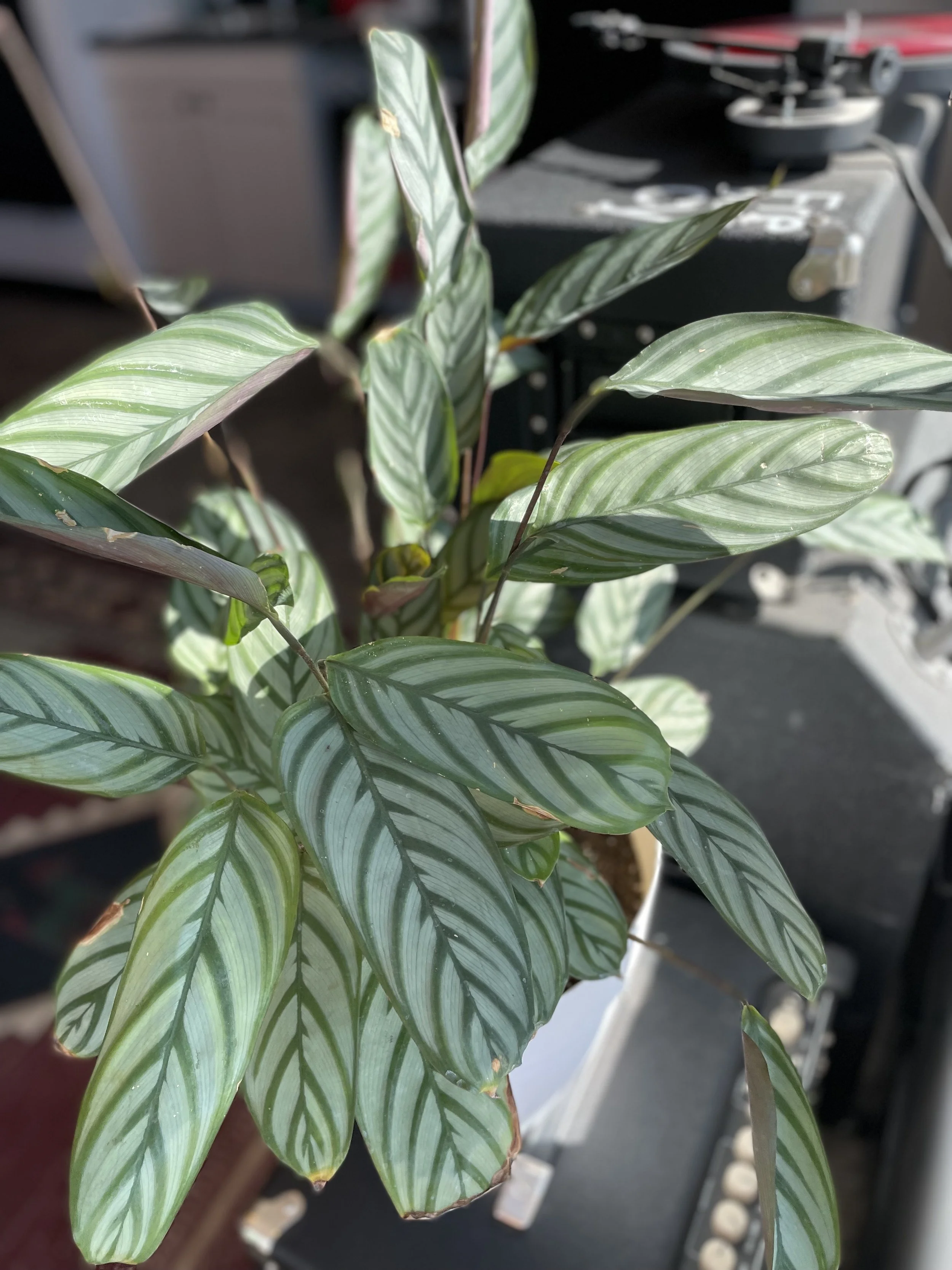 Prayer Plants