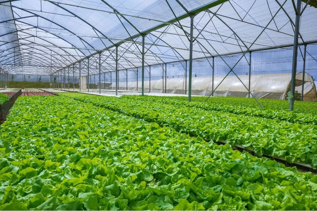 Fairfax County Board of Supervisors Approves Special Exception, Paving the way for SpringForward Greenhouses &amp; Commerical Kitchen
