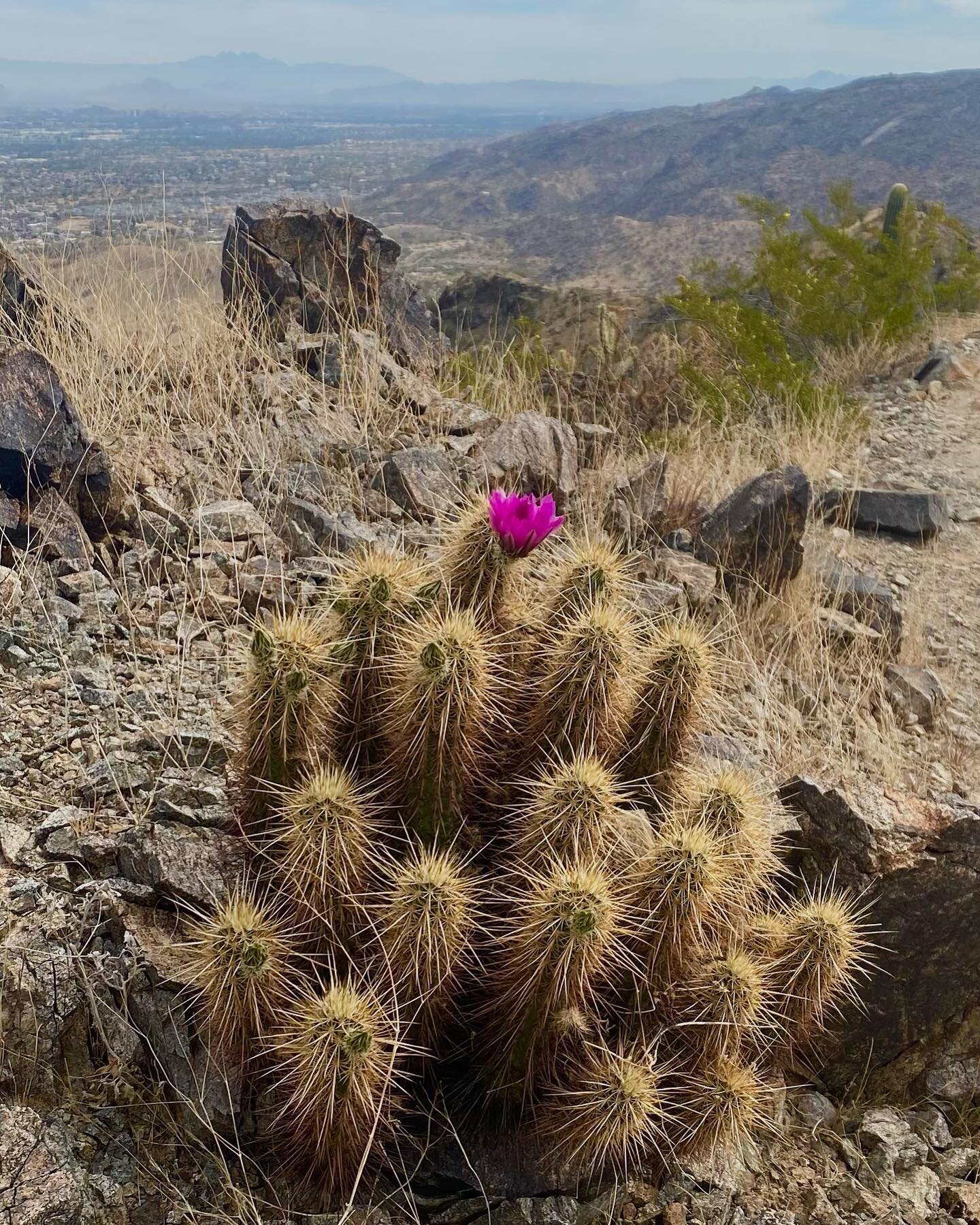 The desert is blooming 🌵