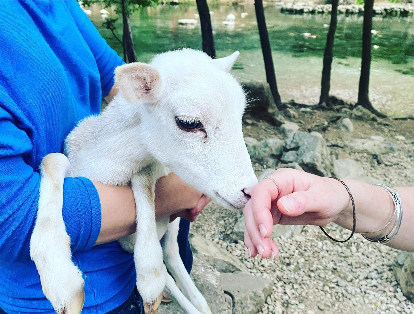 The best part of visiting Barton Springs was meeting Valentina the rescue lamb 🐑 💕💜 Thought she was a goat at first.