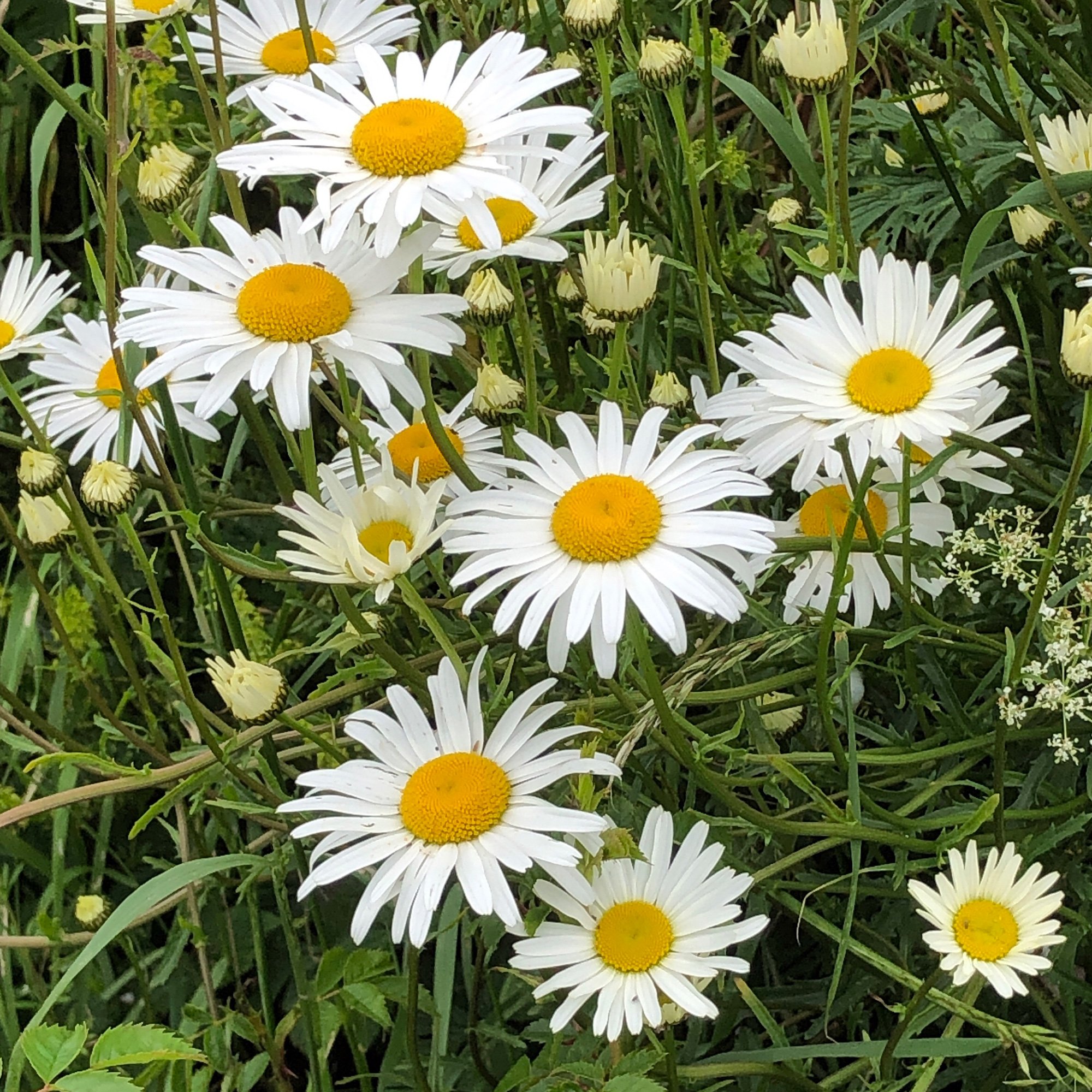 wild-daisies.jpg