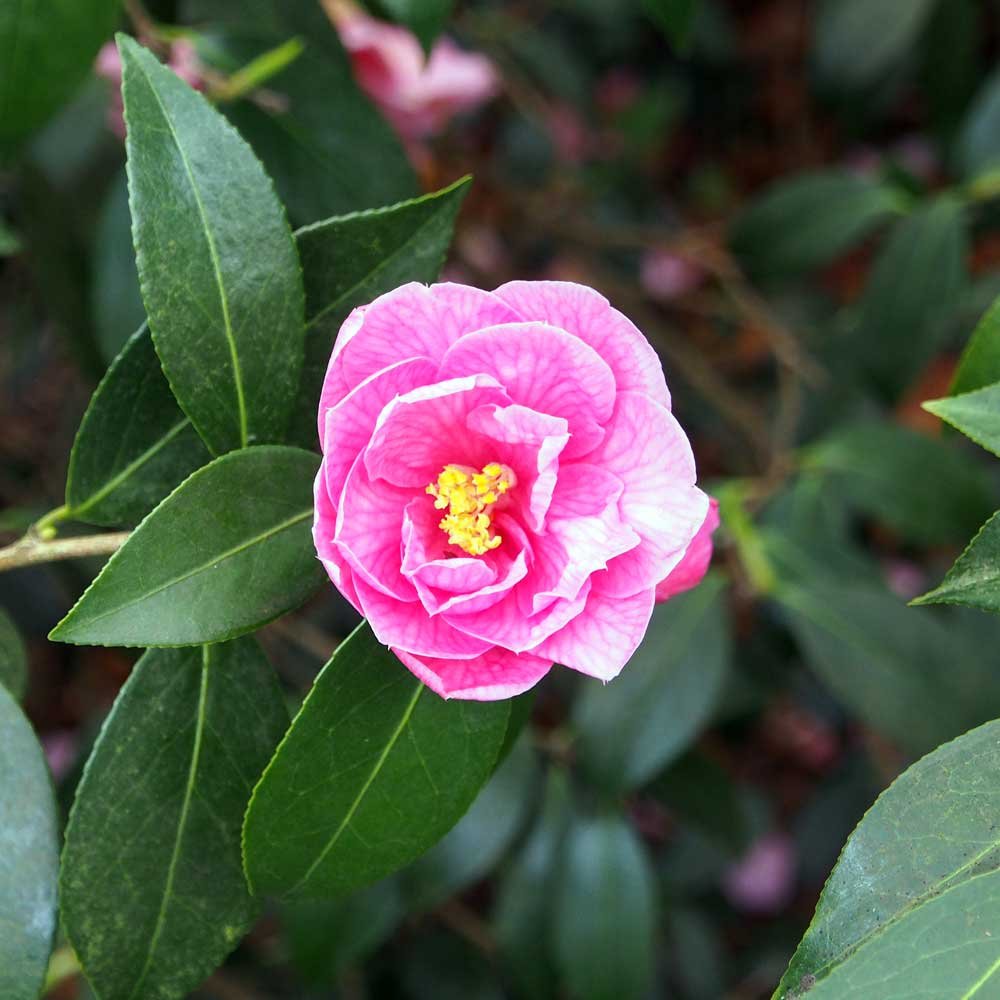 Pink-Camellia.jpg