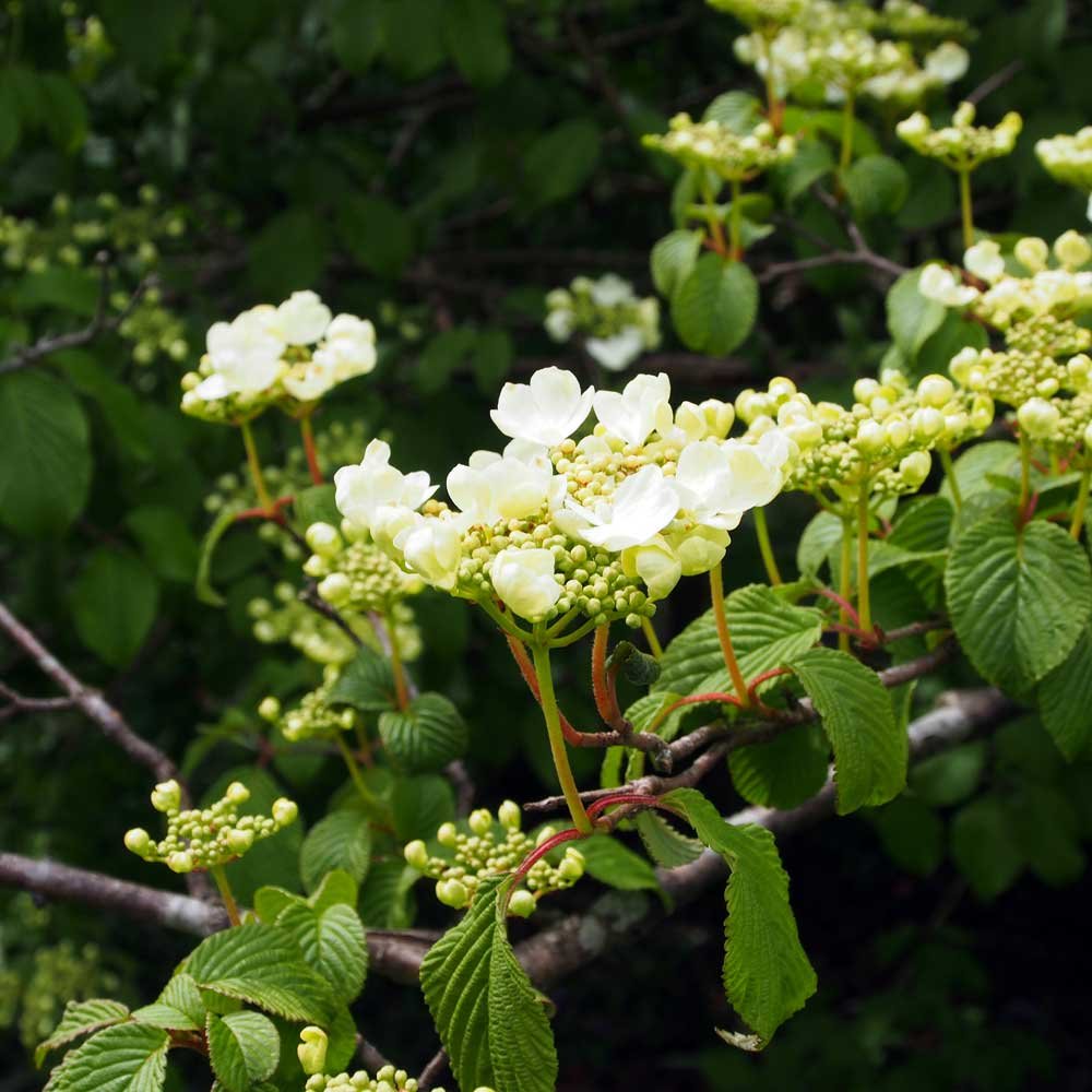 white-tree-blossom.jpg