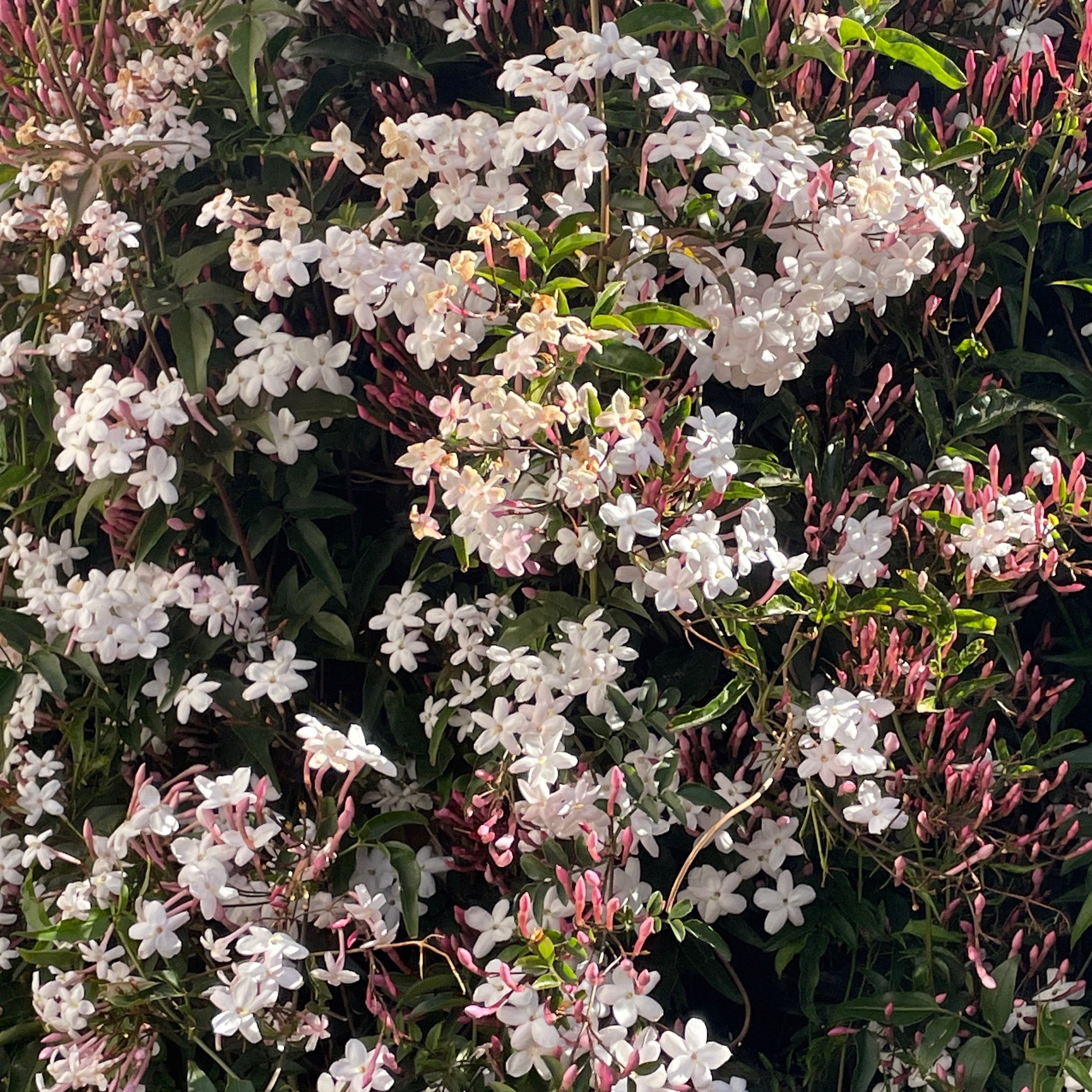   Flowering Jasmine 