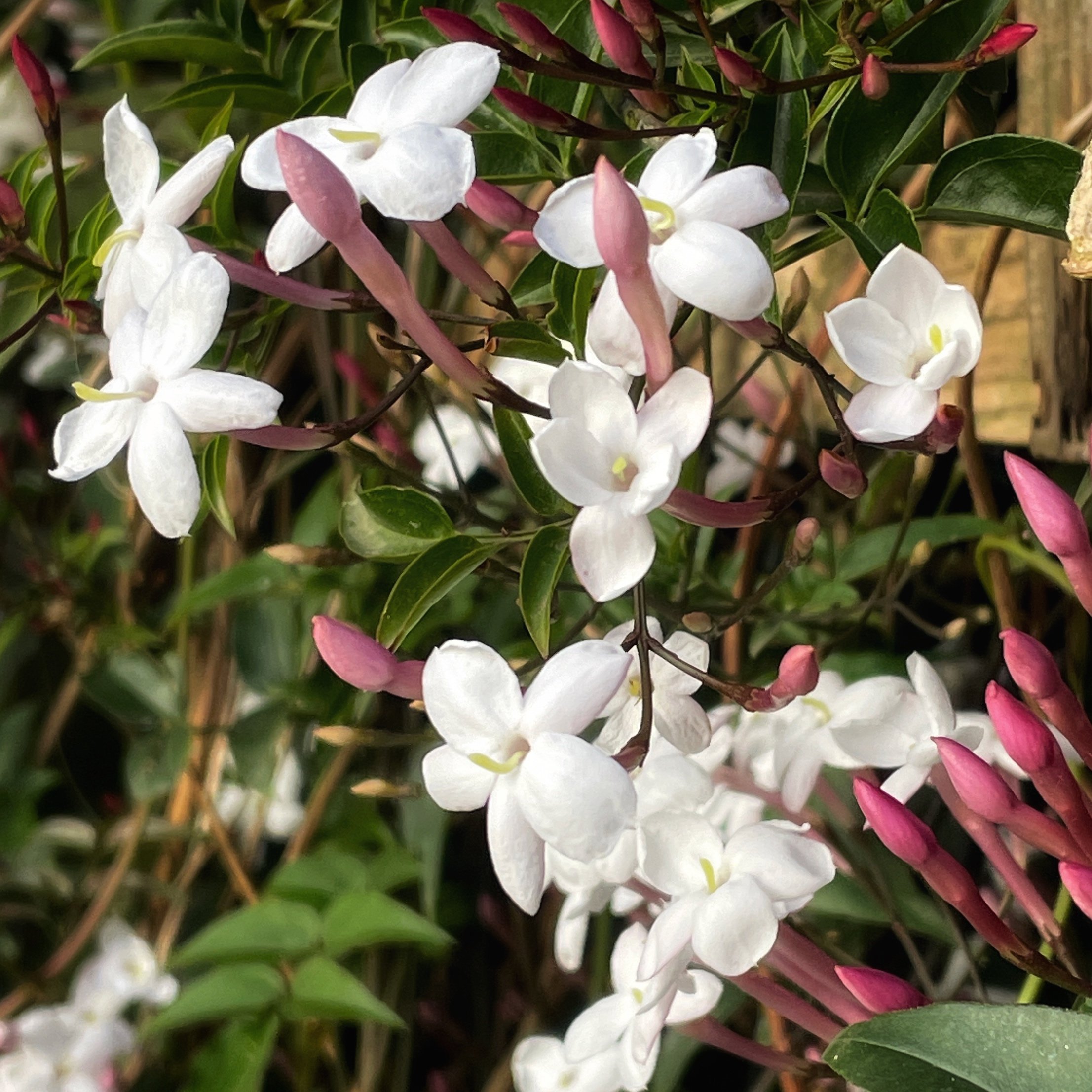  close up jasmine flowers   
