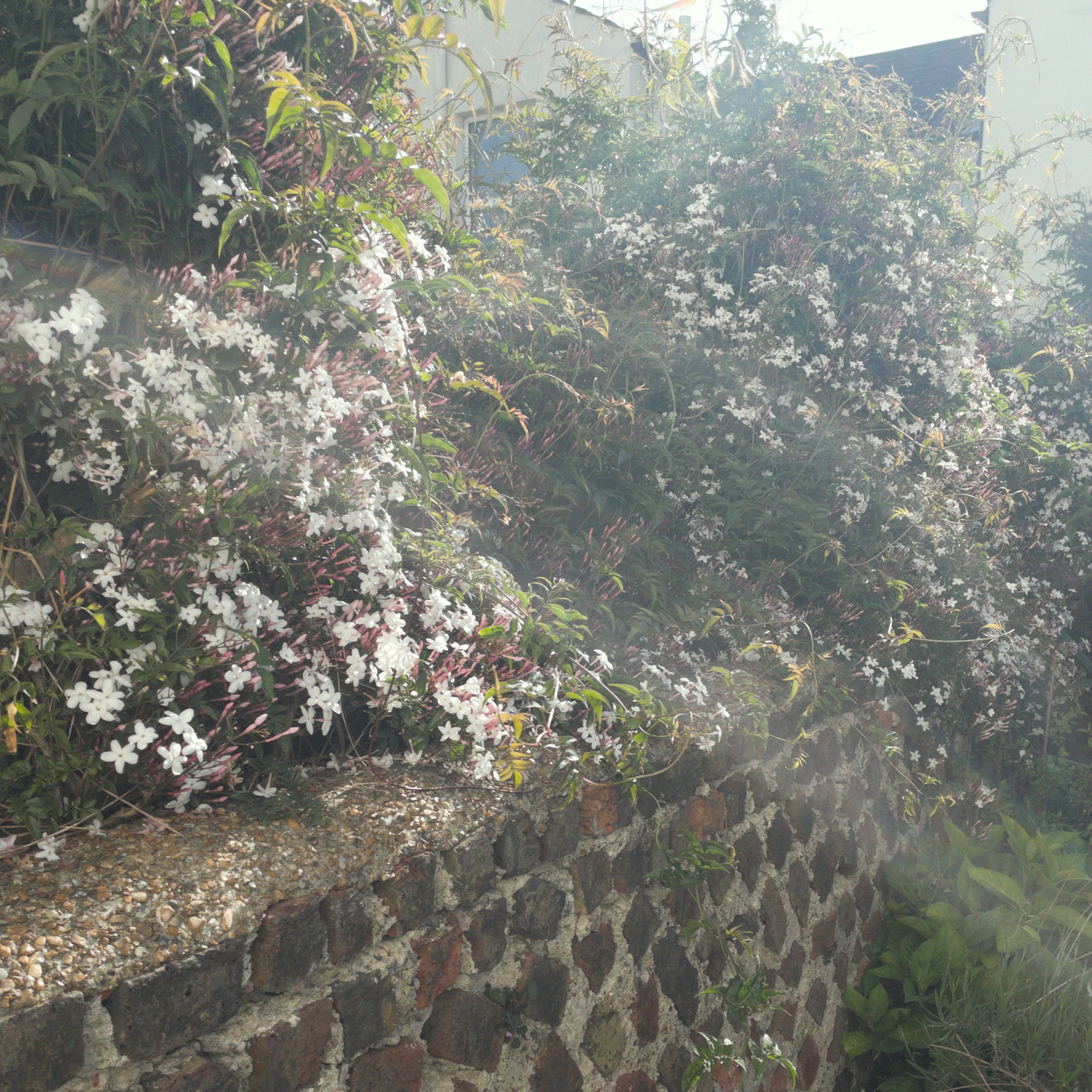  Cascades of jasmine 