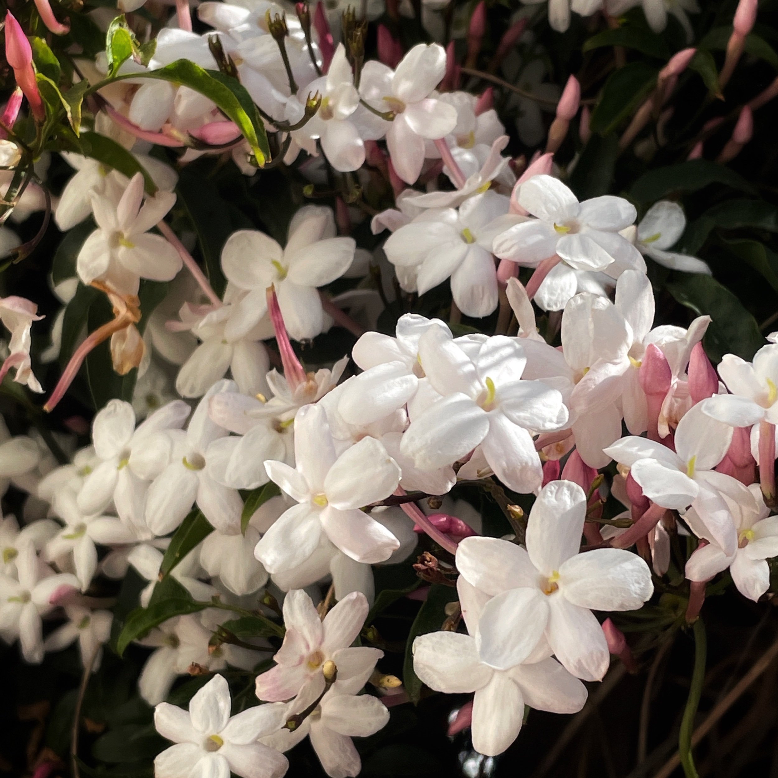  Close up jasmine flowers dappled by sunlight 