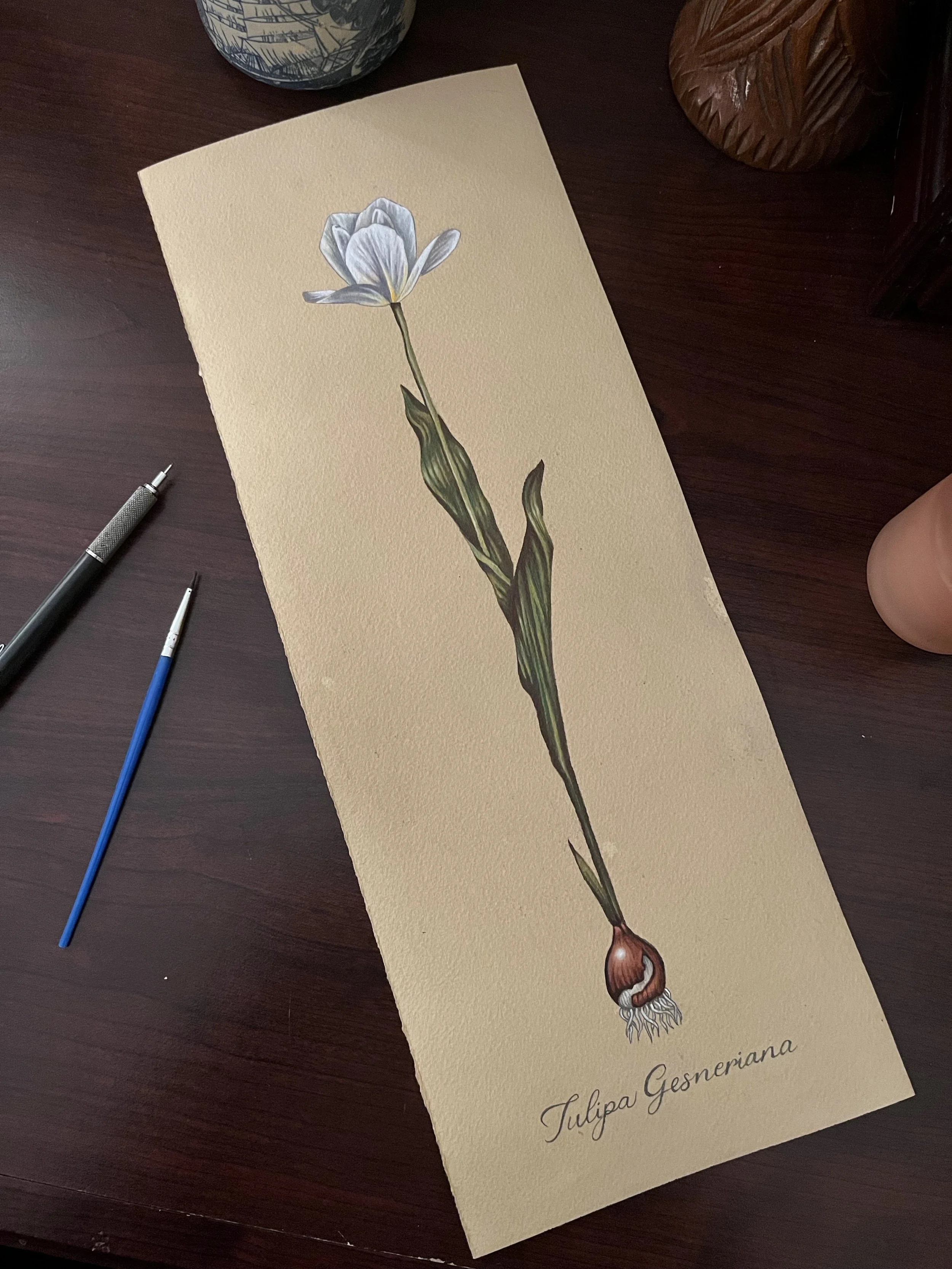 Tulipa Gesneriana