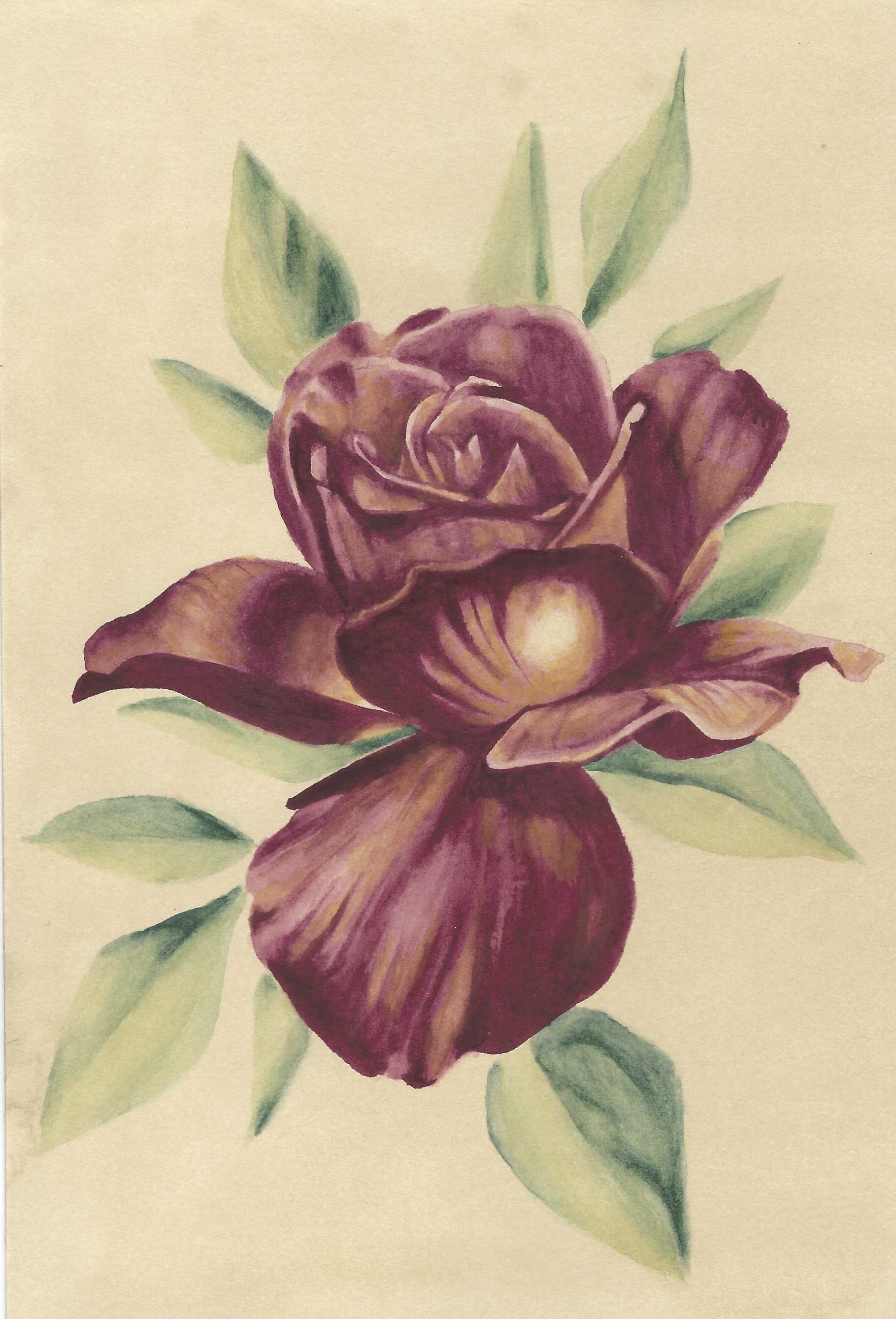 Rose