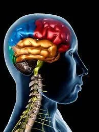 Vital Organs of the Brain