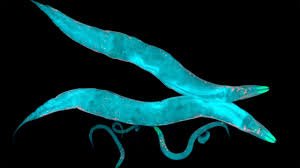 Laminin Cores Parasite Protocol