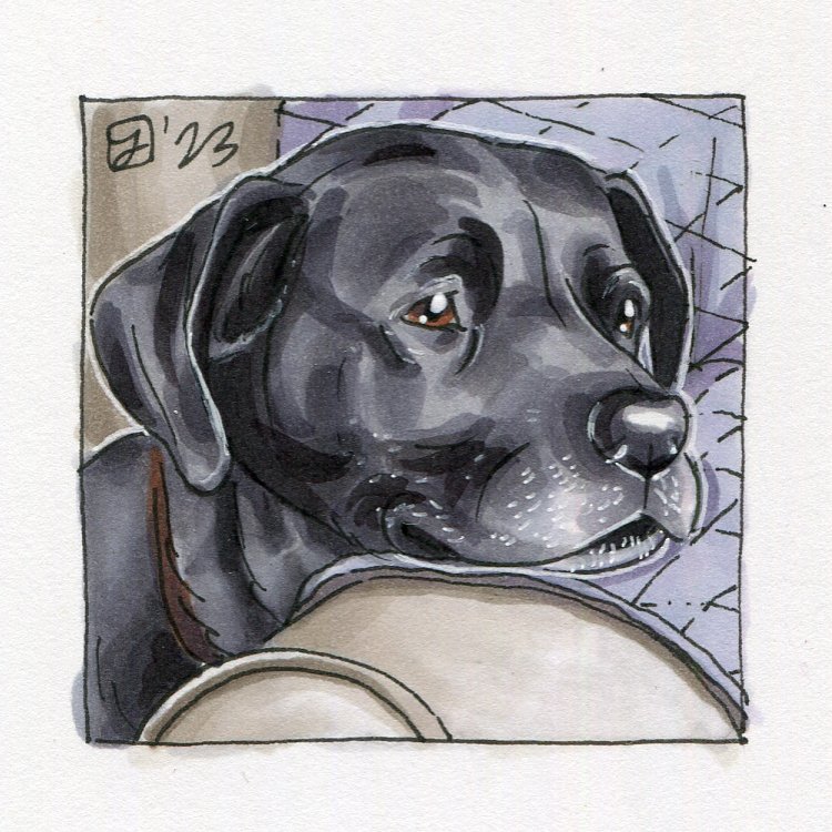 VLawler@barkbox.com.jpg