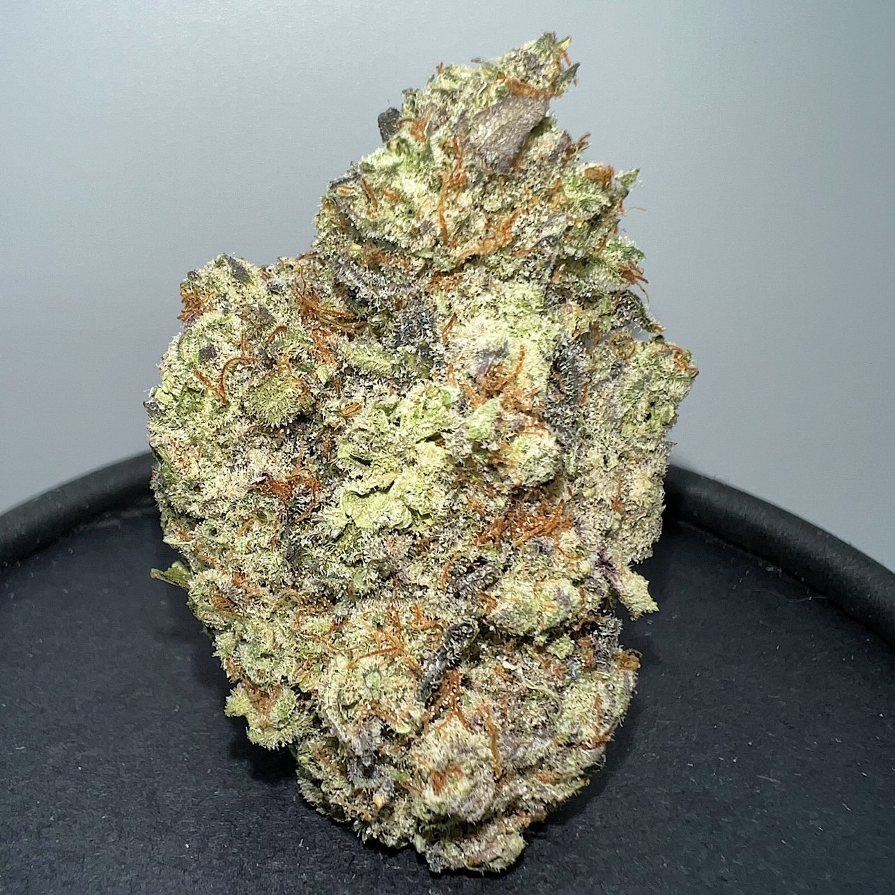 gorilla mac.jpg