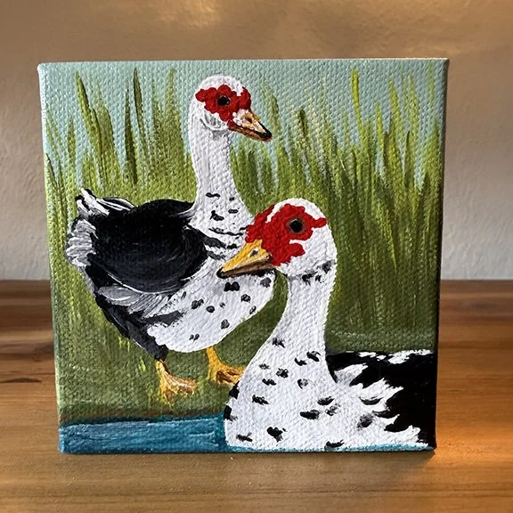 Duck Pond Black and White Ducks