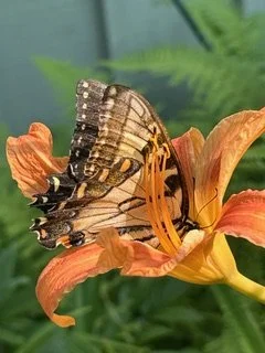 Nature / Wildlife F