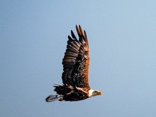 Nature / Wildlife C