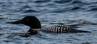 Nature / Wildlife D