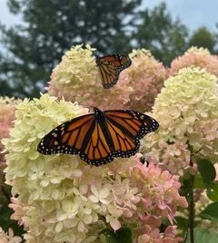 Nature / Wildlife G