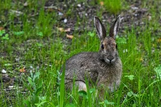 Nature / Wildlife B