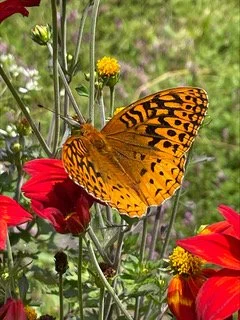 Nature / Wildlife H