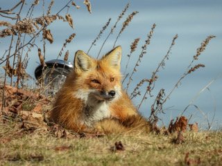 Nature / Wildlife A