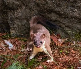 Nature / Wildlife E