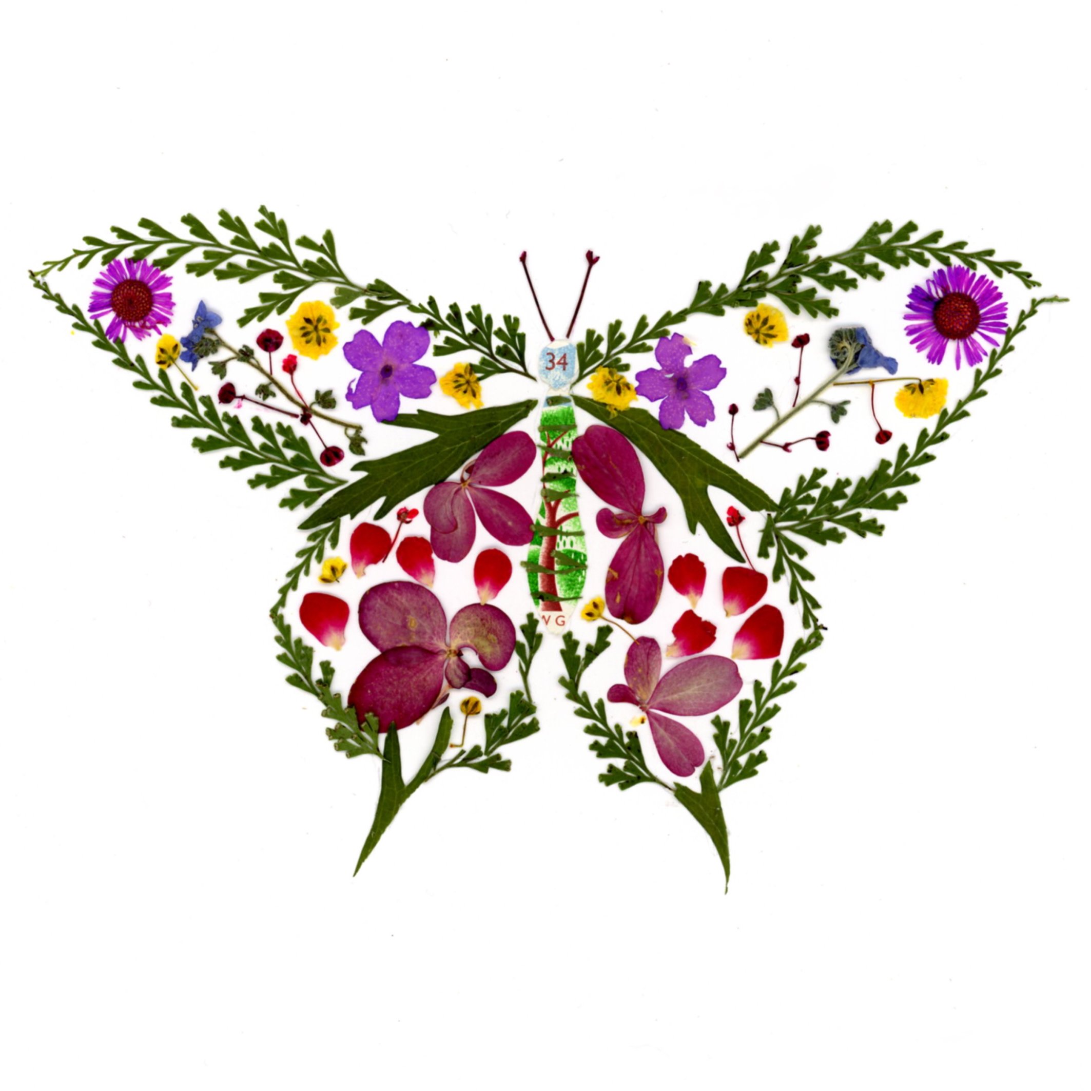 Shaker butterfly