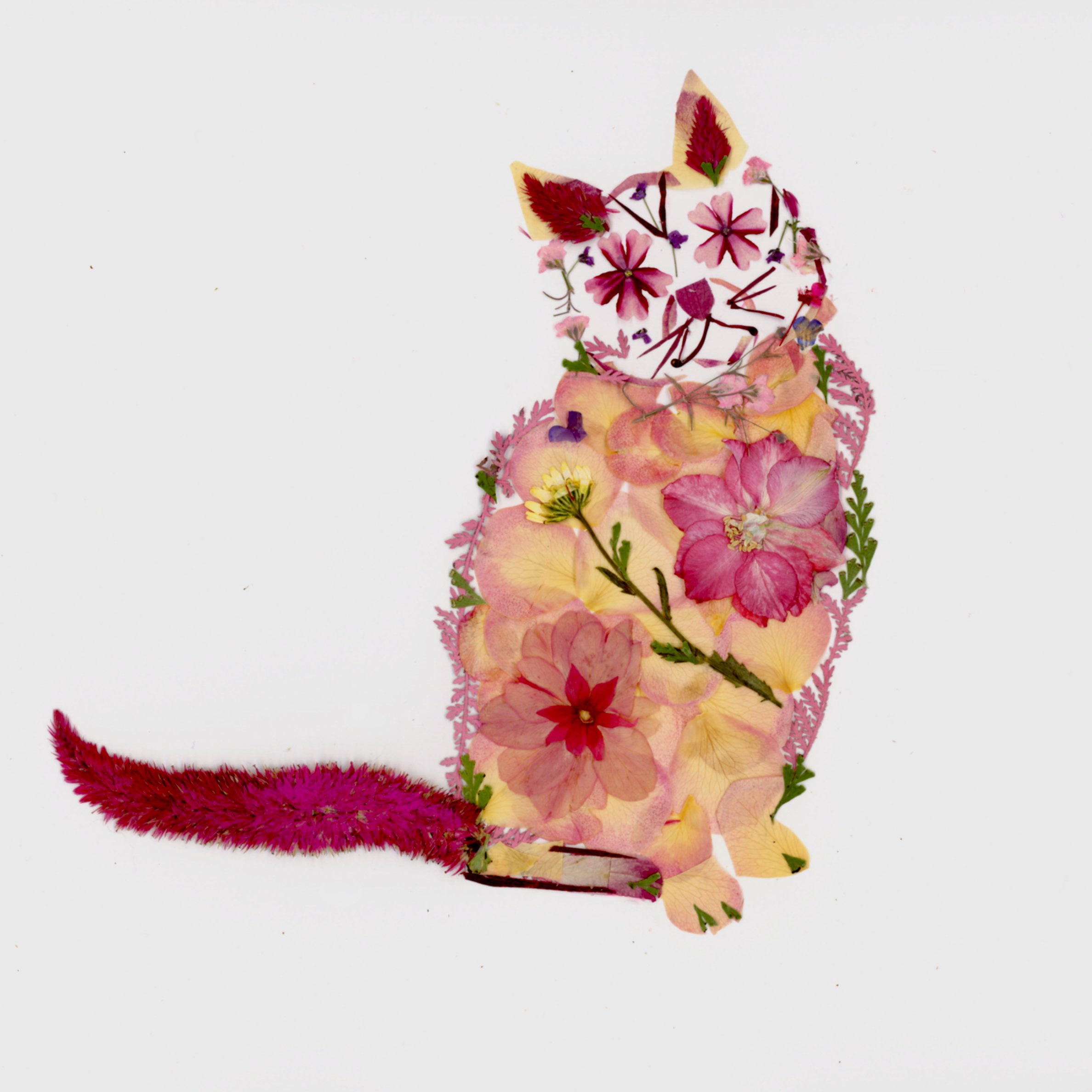 Pretty Kitty