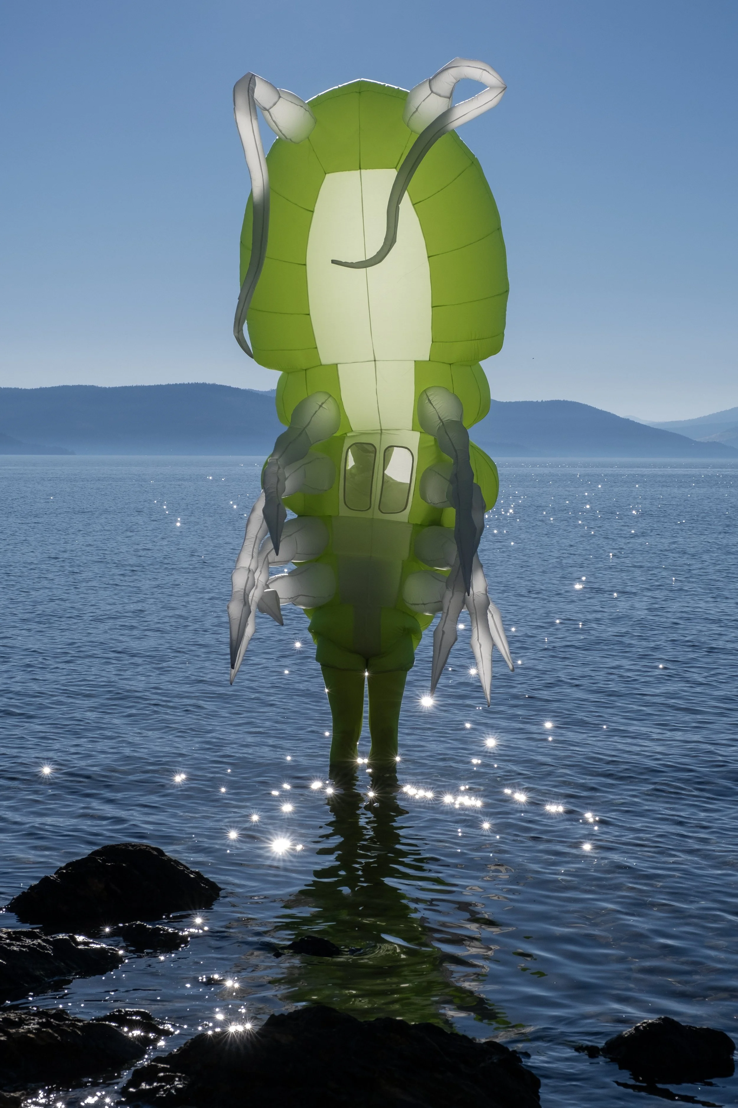 BanowetzReillyCopepod.jpg