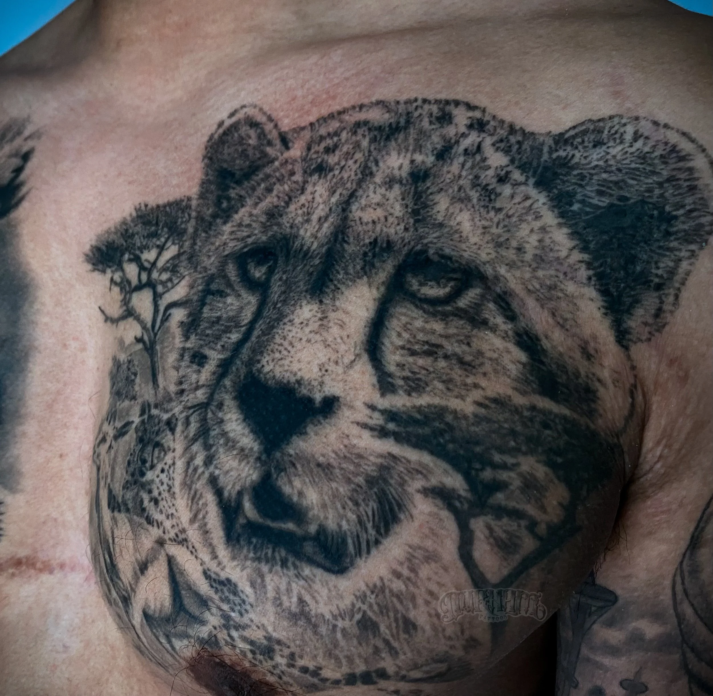 Cheetah chest.JPEG