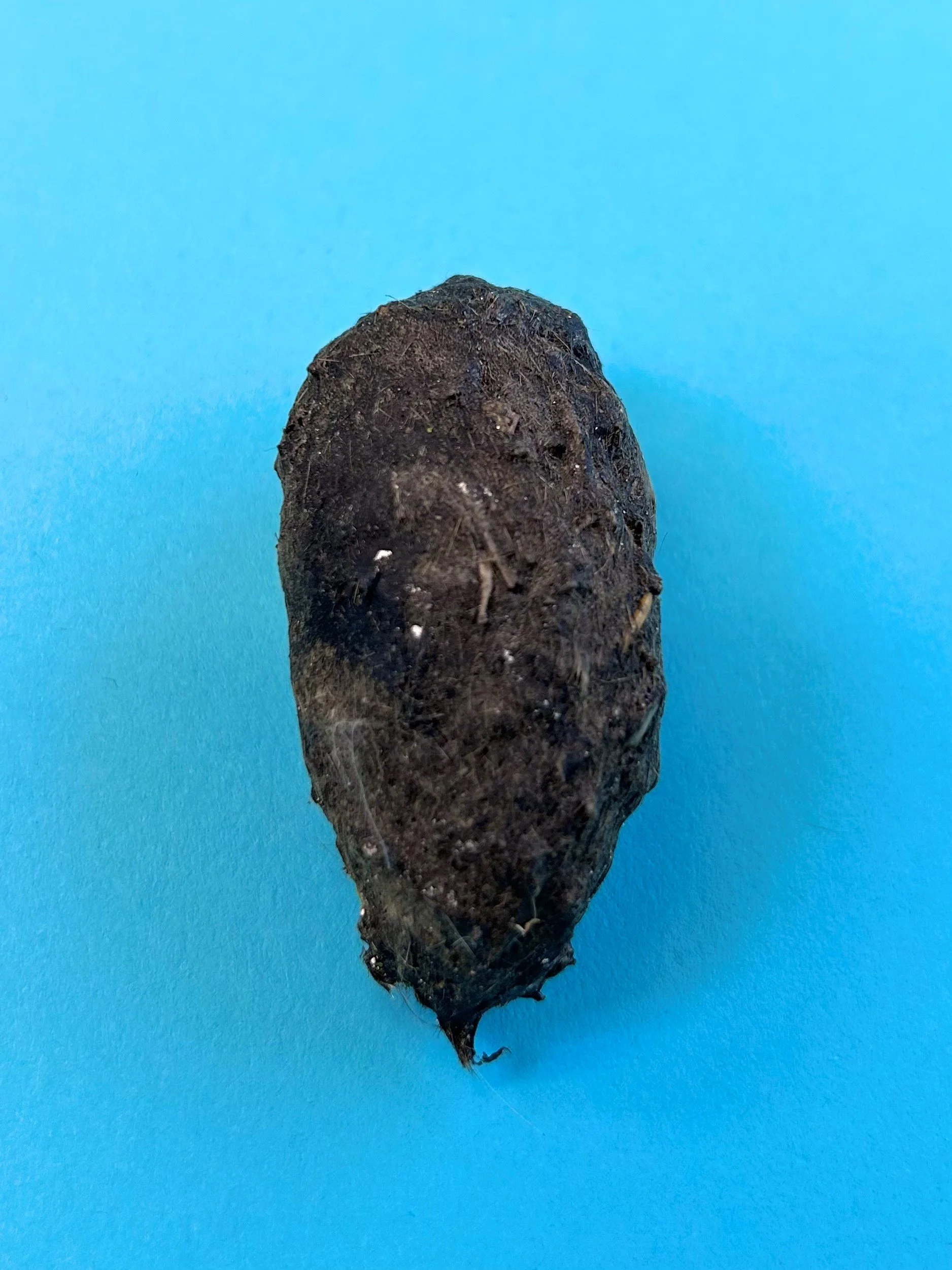 P1 Pellet close up .jpg