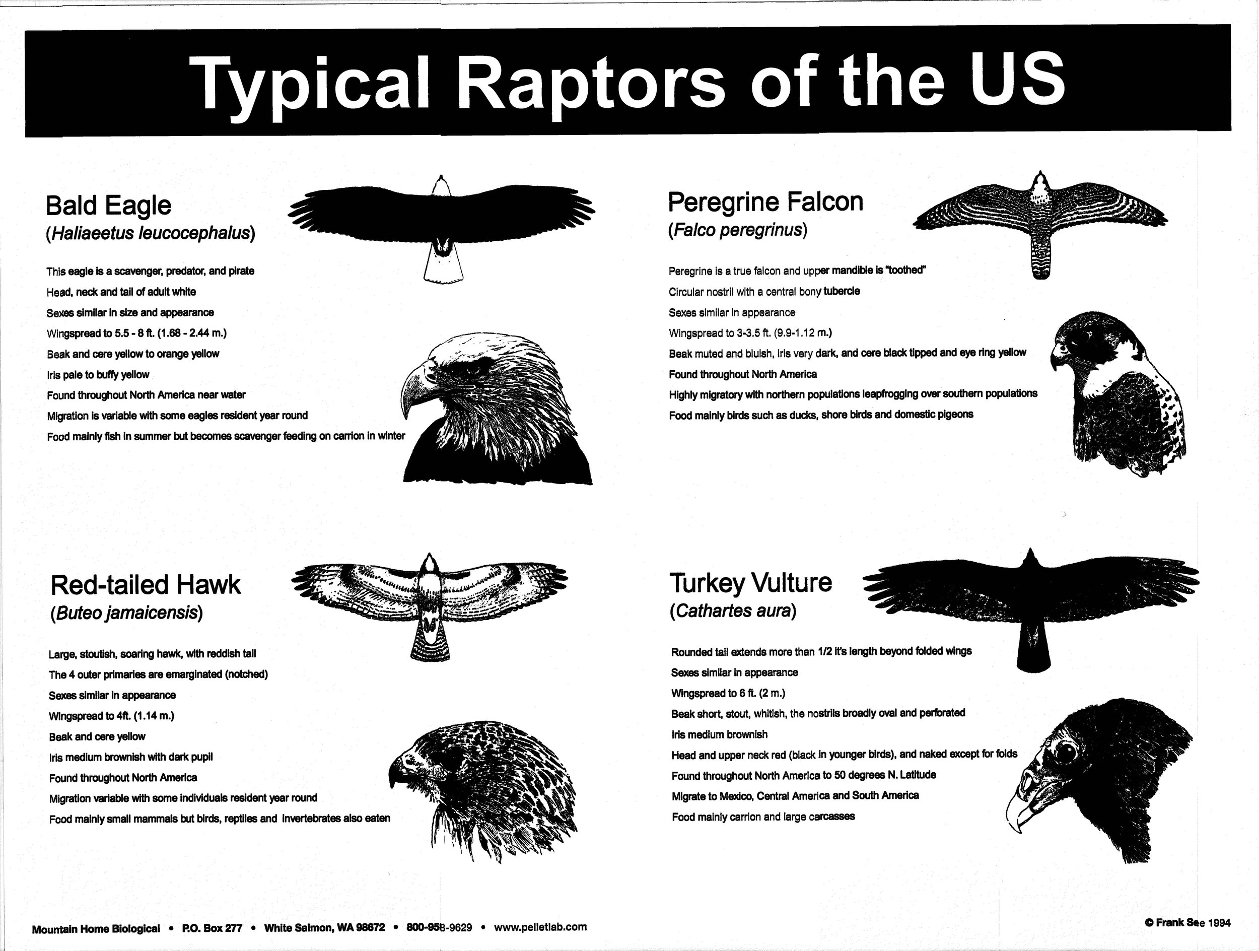 p18 Typical Raptors in the U.S..jpg
