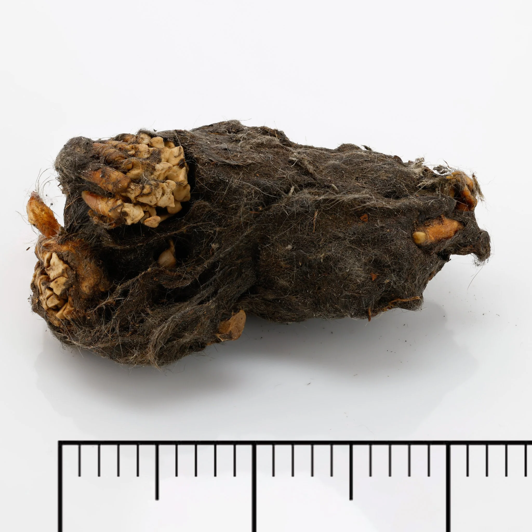 P1_1.jpg