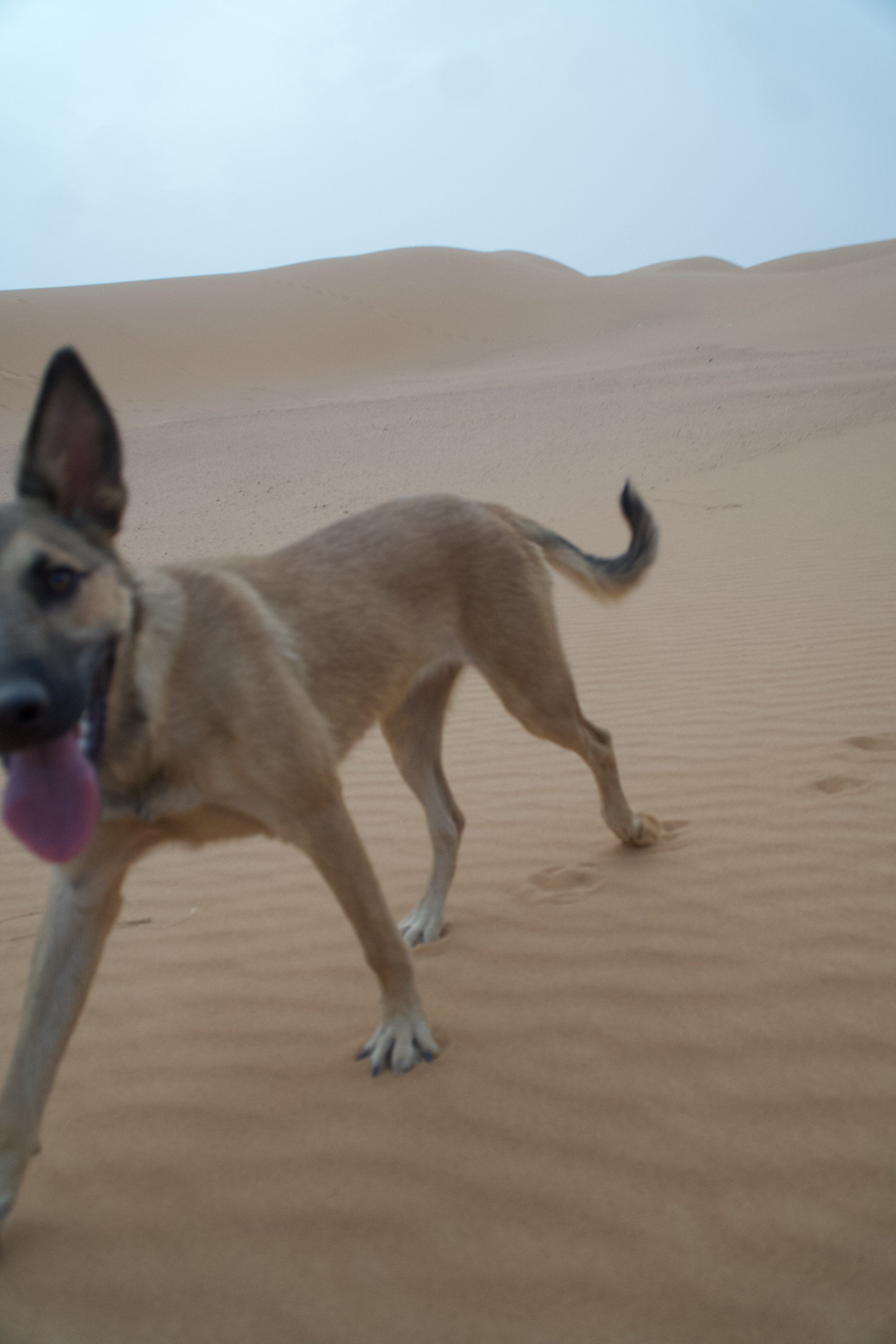 a random dog upthatpoletom found in the Sahara Desert