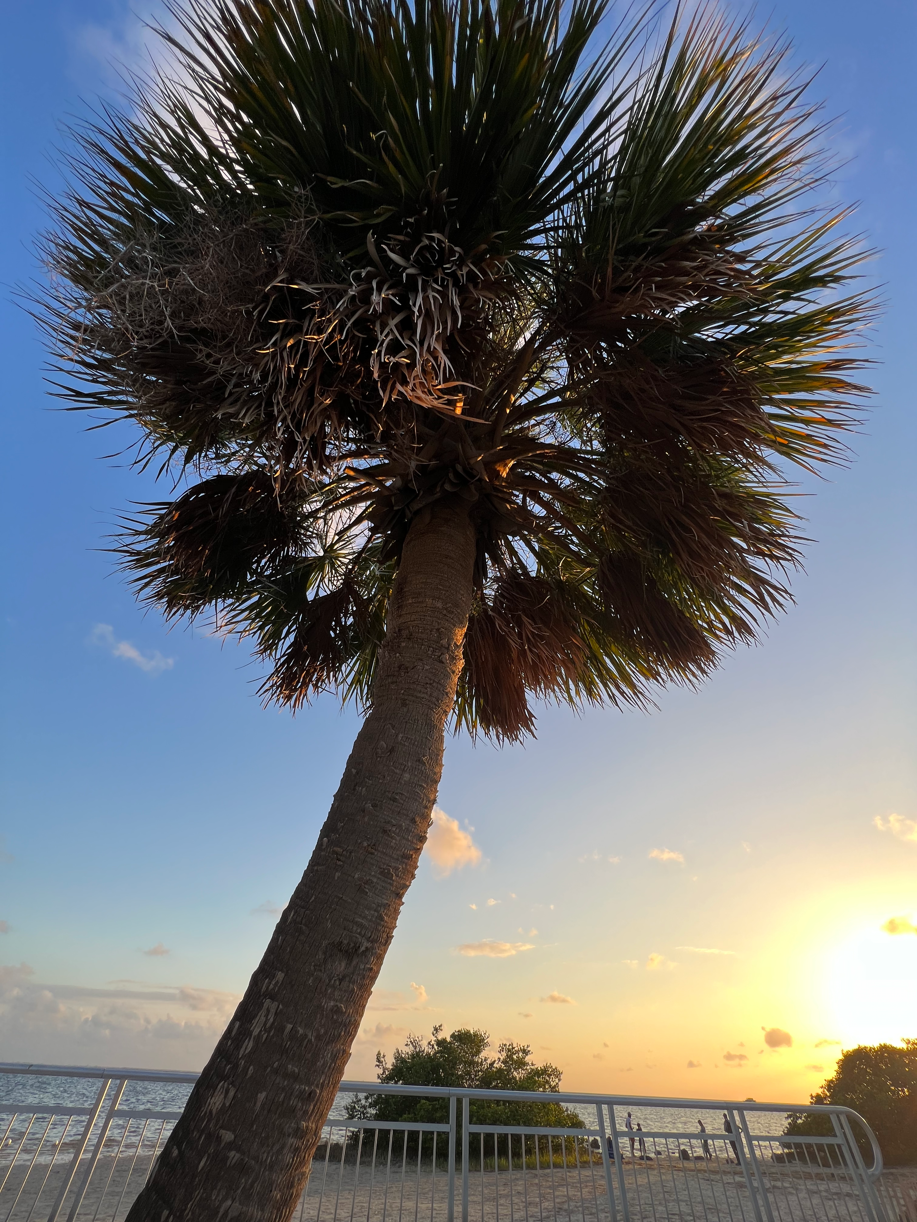 Gorgeous Palm Tree Phuket Thailand 2023