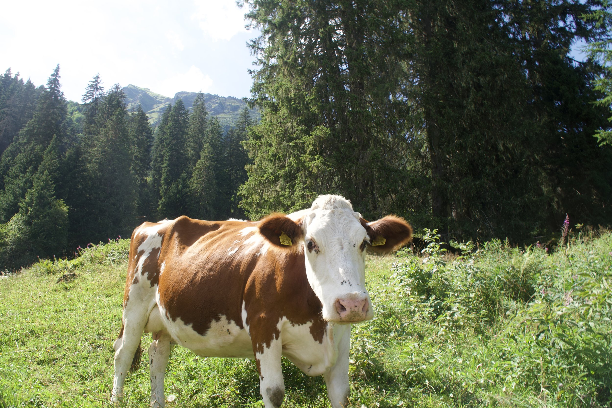 a swiss cow hahaha