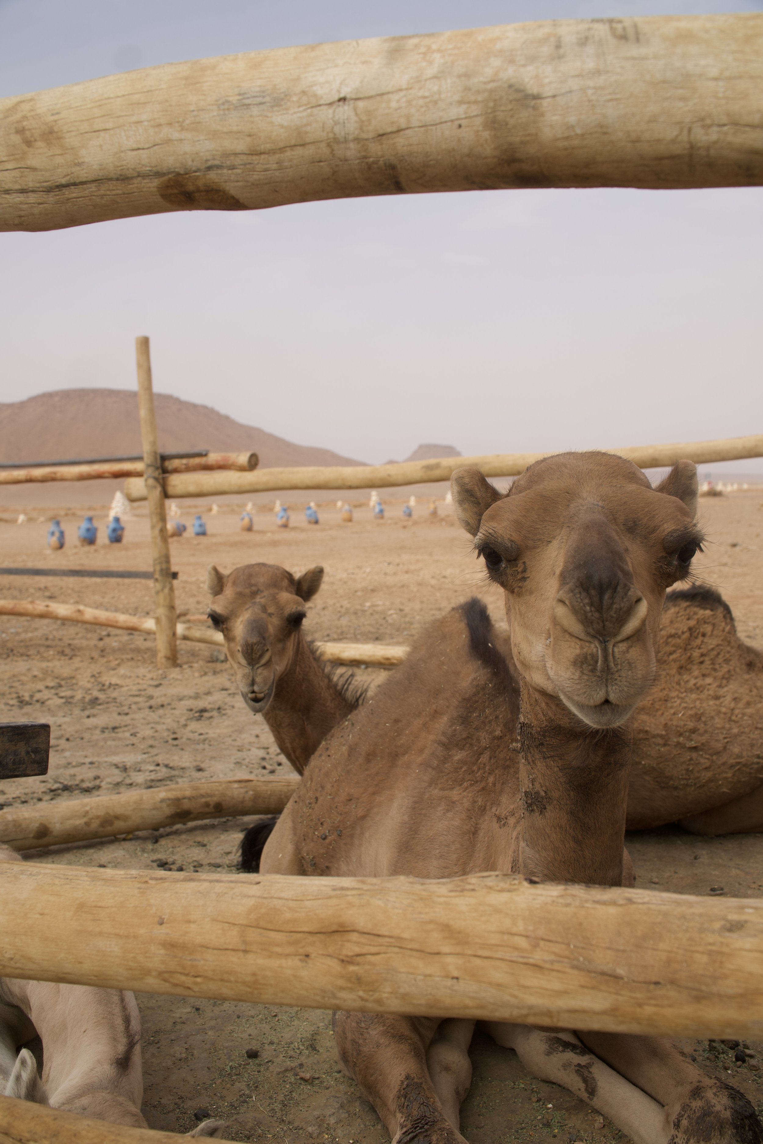 camels in the desert