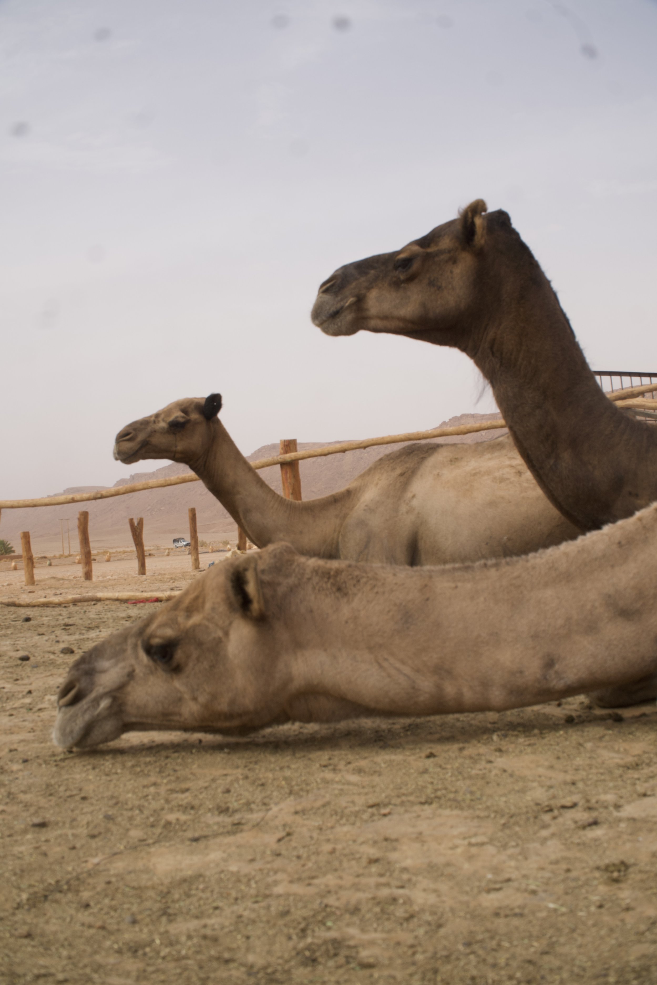 sleepy camels in the desert