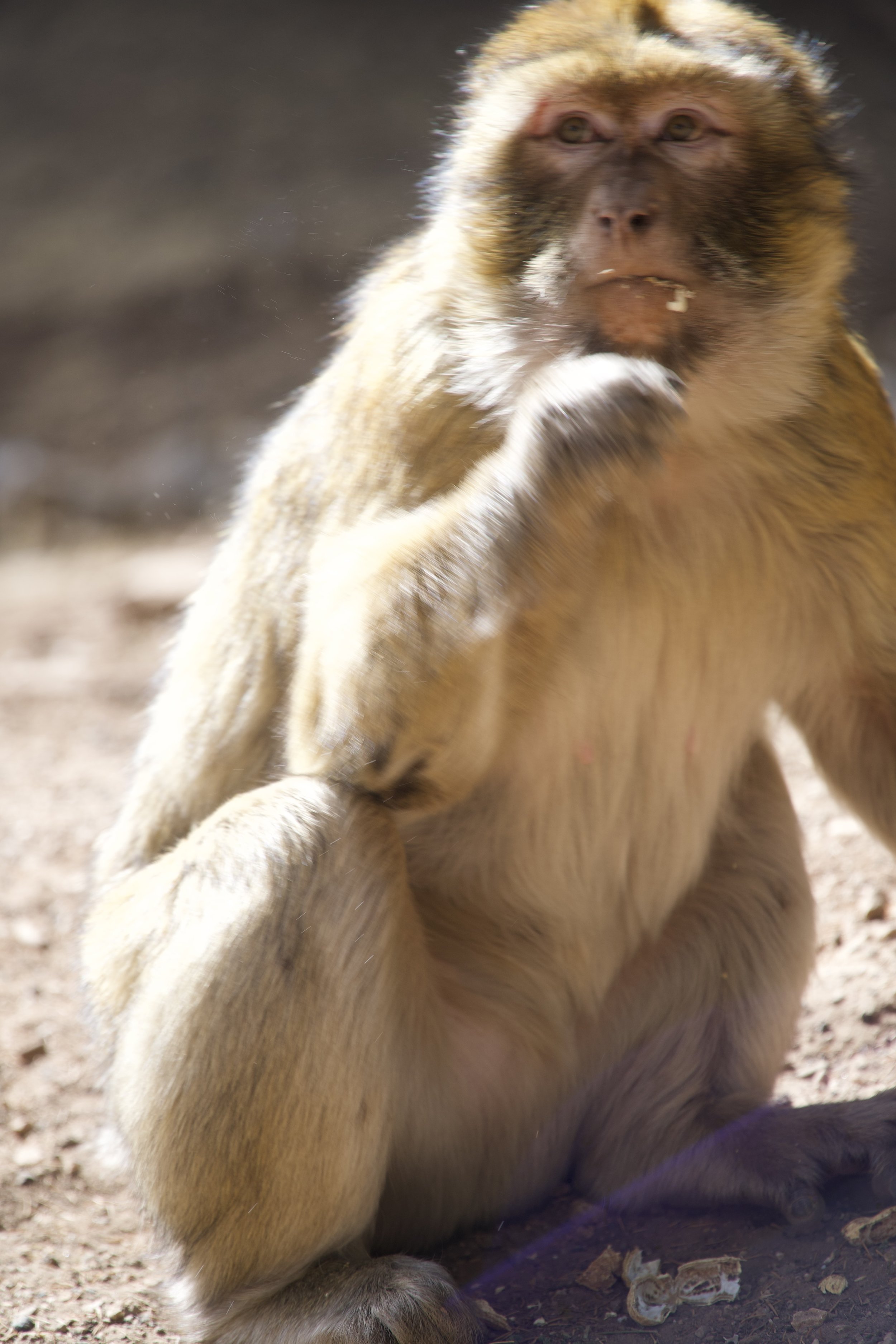 Monkey in Morocco