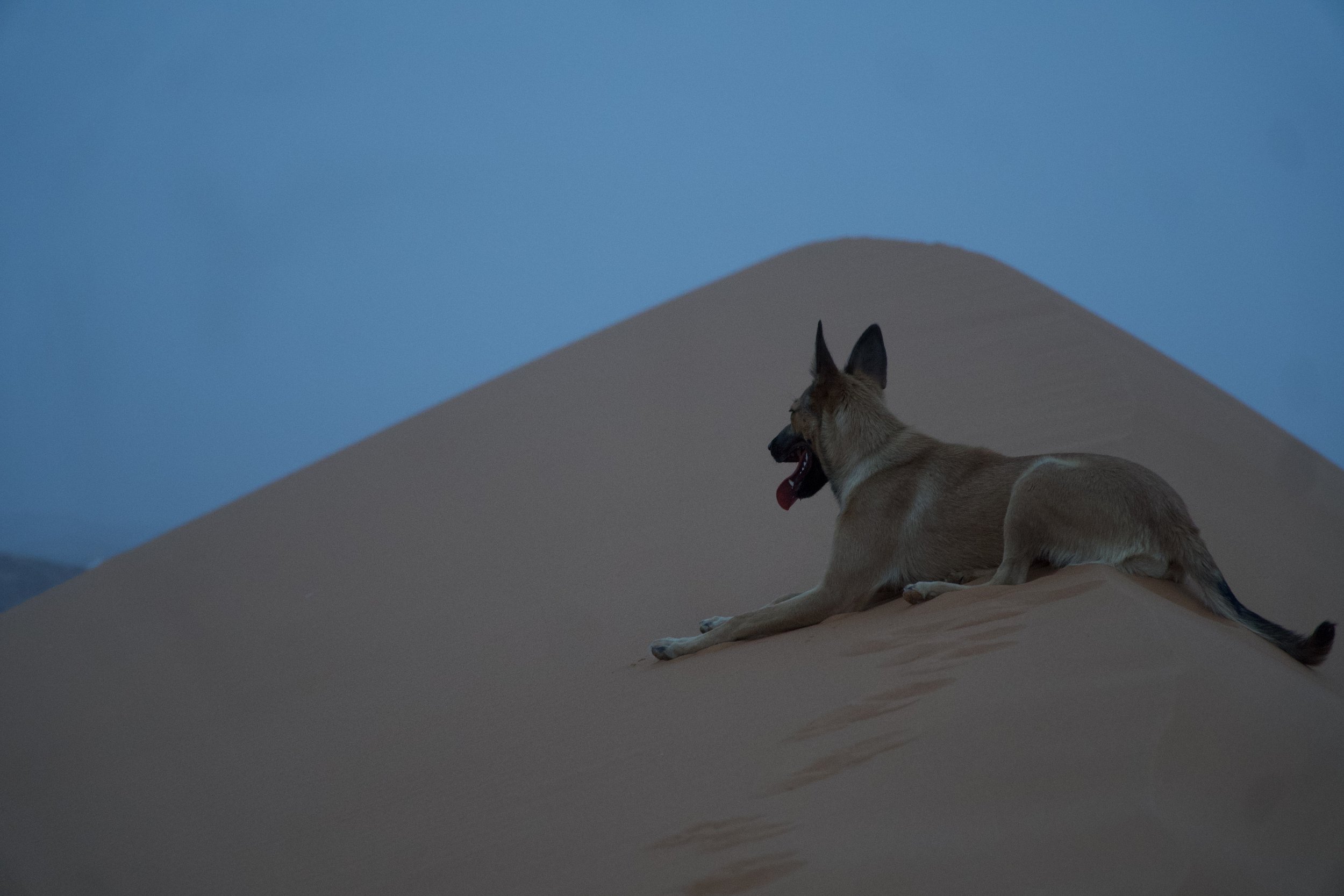 the random reset dog again