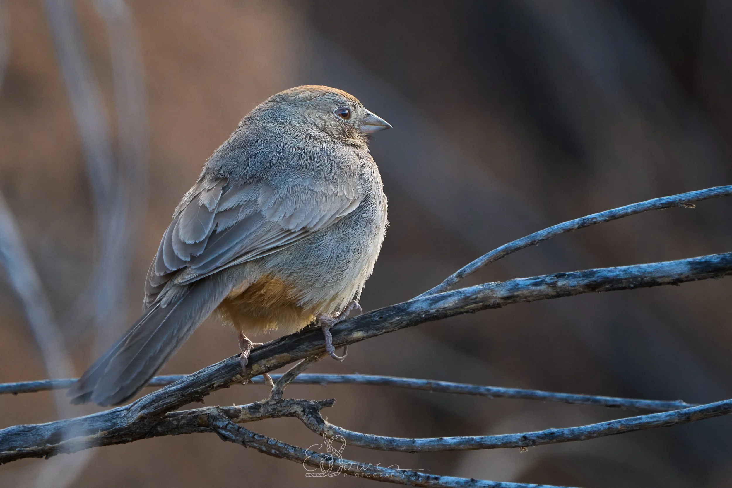 CANYON TOWHEE I
Shot in Los Alamos, NM | May 2025
600 mm | f/6.3 | 1/500 s | ISO 1600
bird.