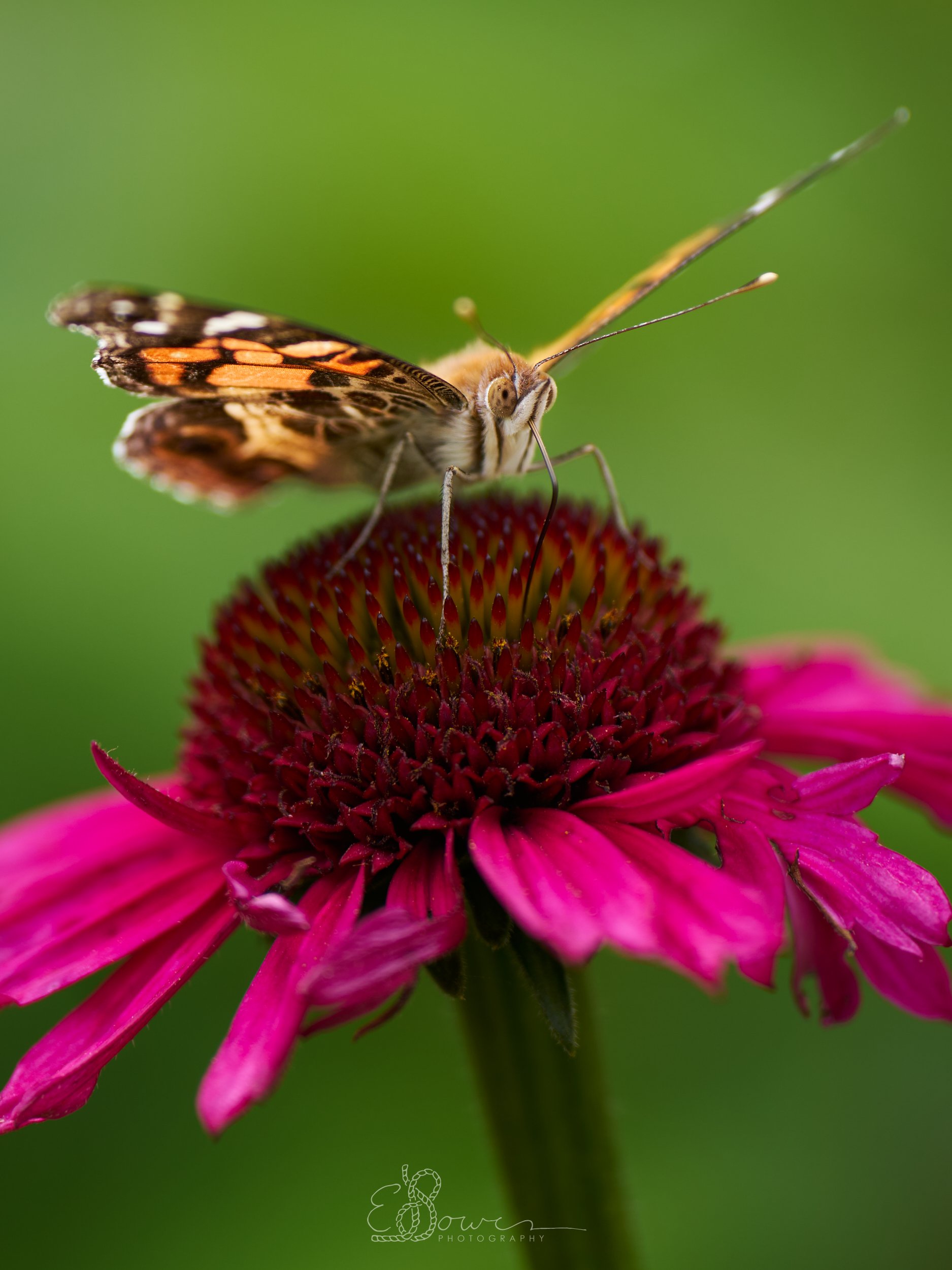   AMERICAN LADY I    
Shot in Oak Point, NB, Canada | June 2024   
200 mm | f/2.8 | 1/640 s | ISO 100
  insect., macro. 