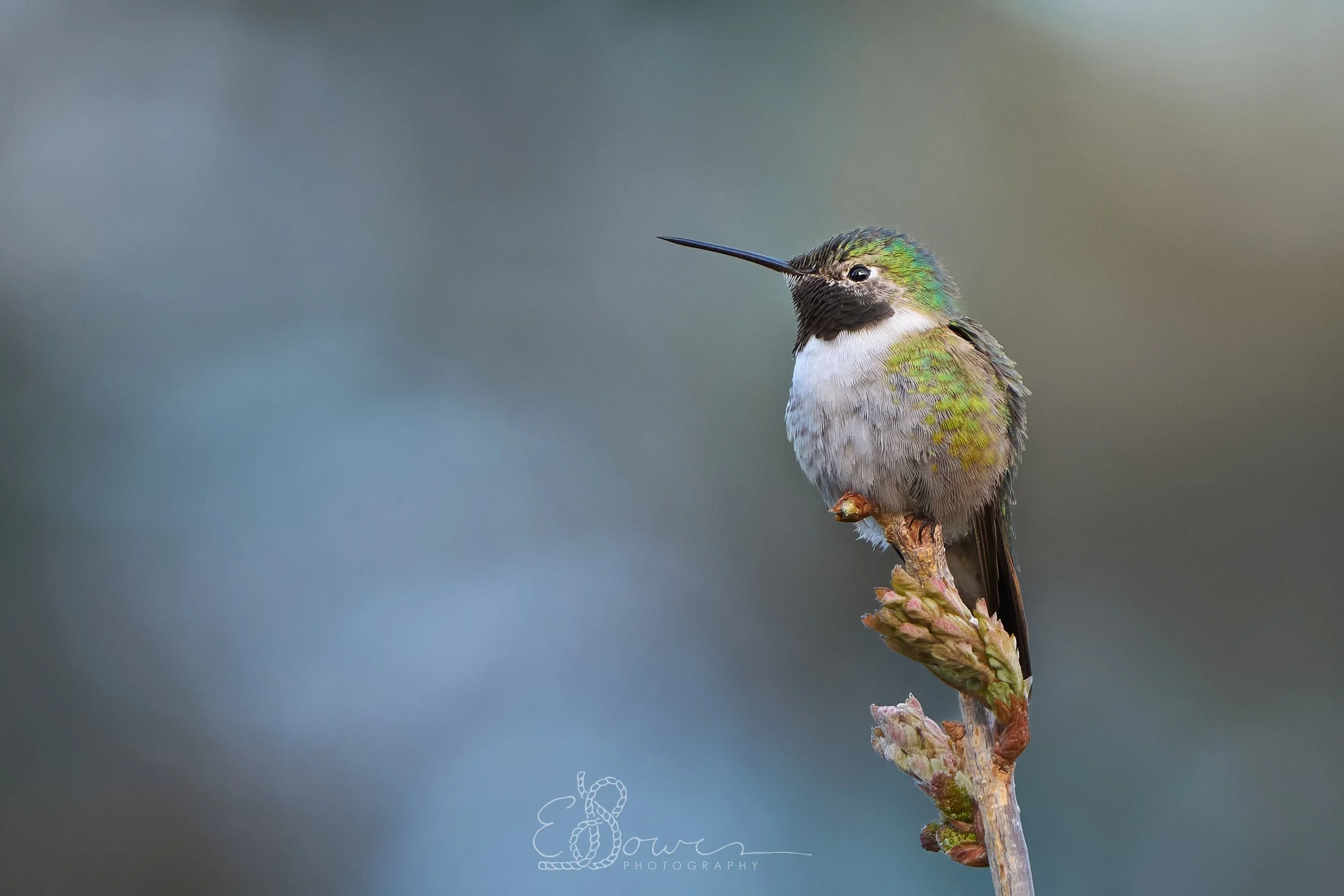  BROAD TAILED HUMMINGBIRD III    
Shot in Los Alamos, NM | May 2025   
440 mm | f/6.3 | 1/125 s | ISO 640 
 
  bird., 