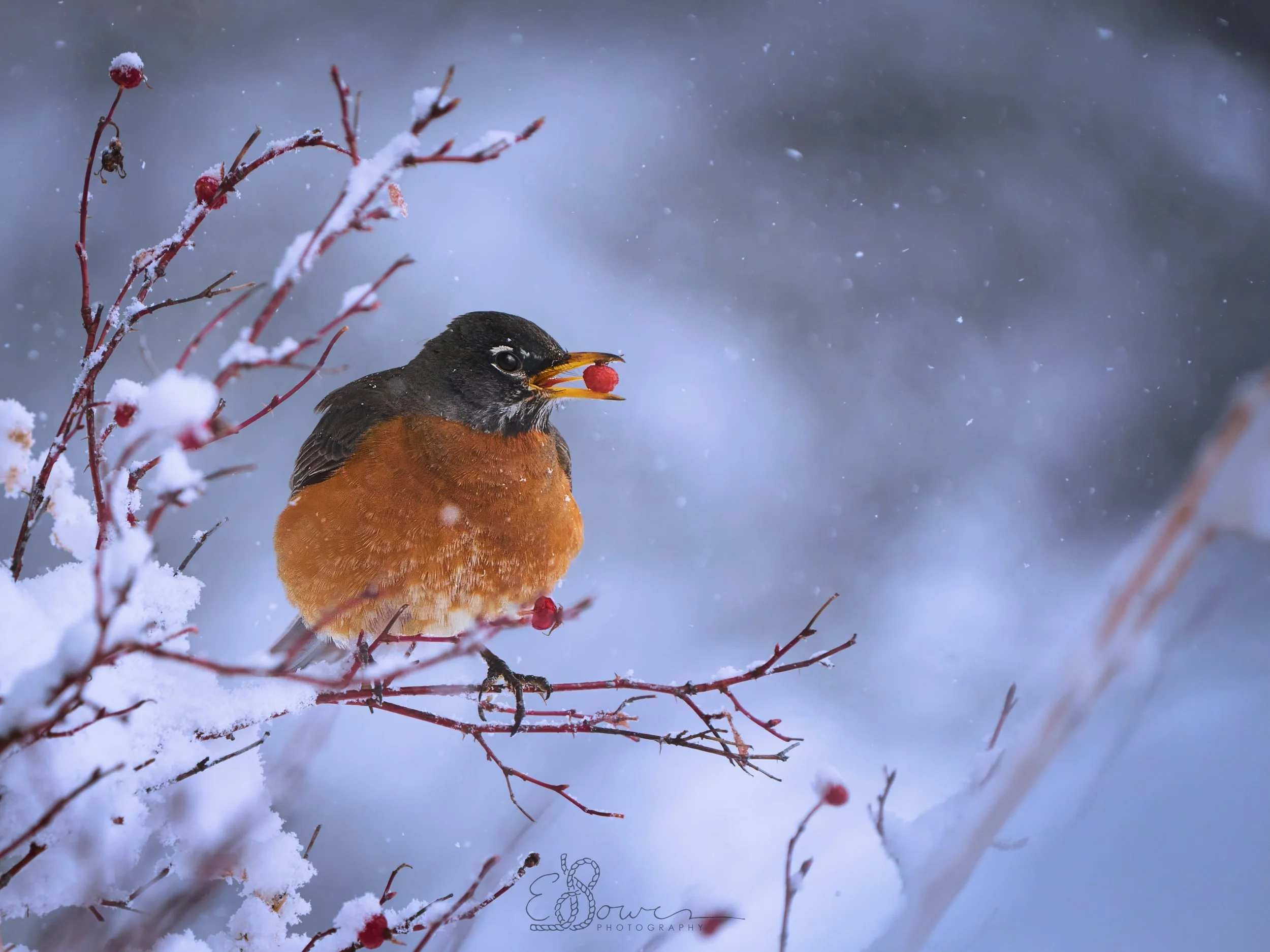  AMERICAN ROBIN     
Shot in the Jemez Mountains, NM | April 2025   
600 mm | f/6.3 | 1/4000 s | ISO 4000
  bird.   