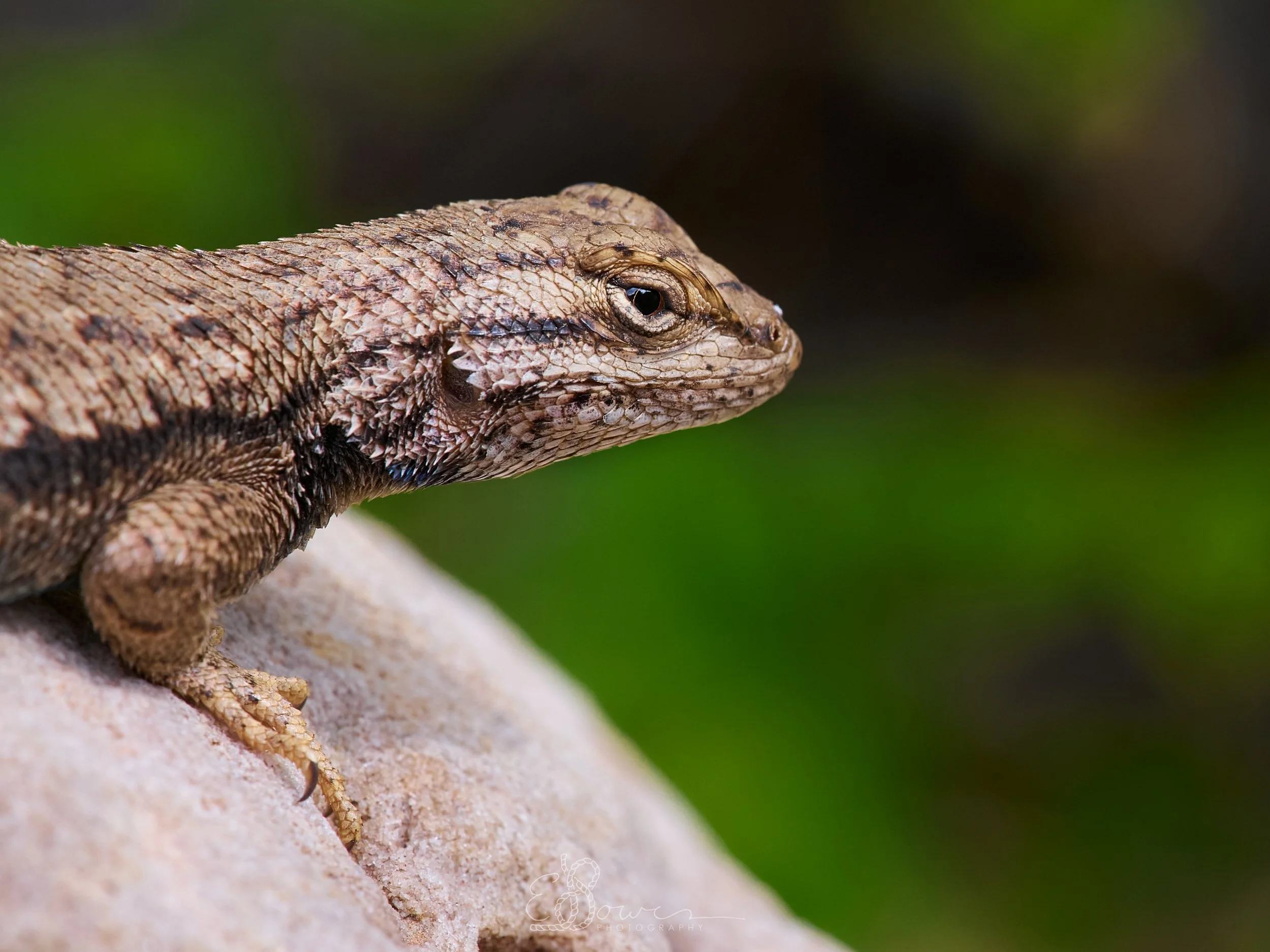  PLATEAU FENCE LIZARD  
 Shot in Indian Creek, UT | May 2025   
90 mm | f/11 | 1/1000 | ISO 1000
   