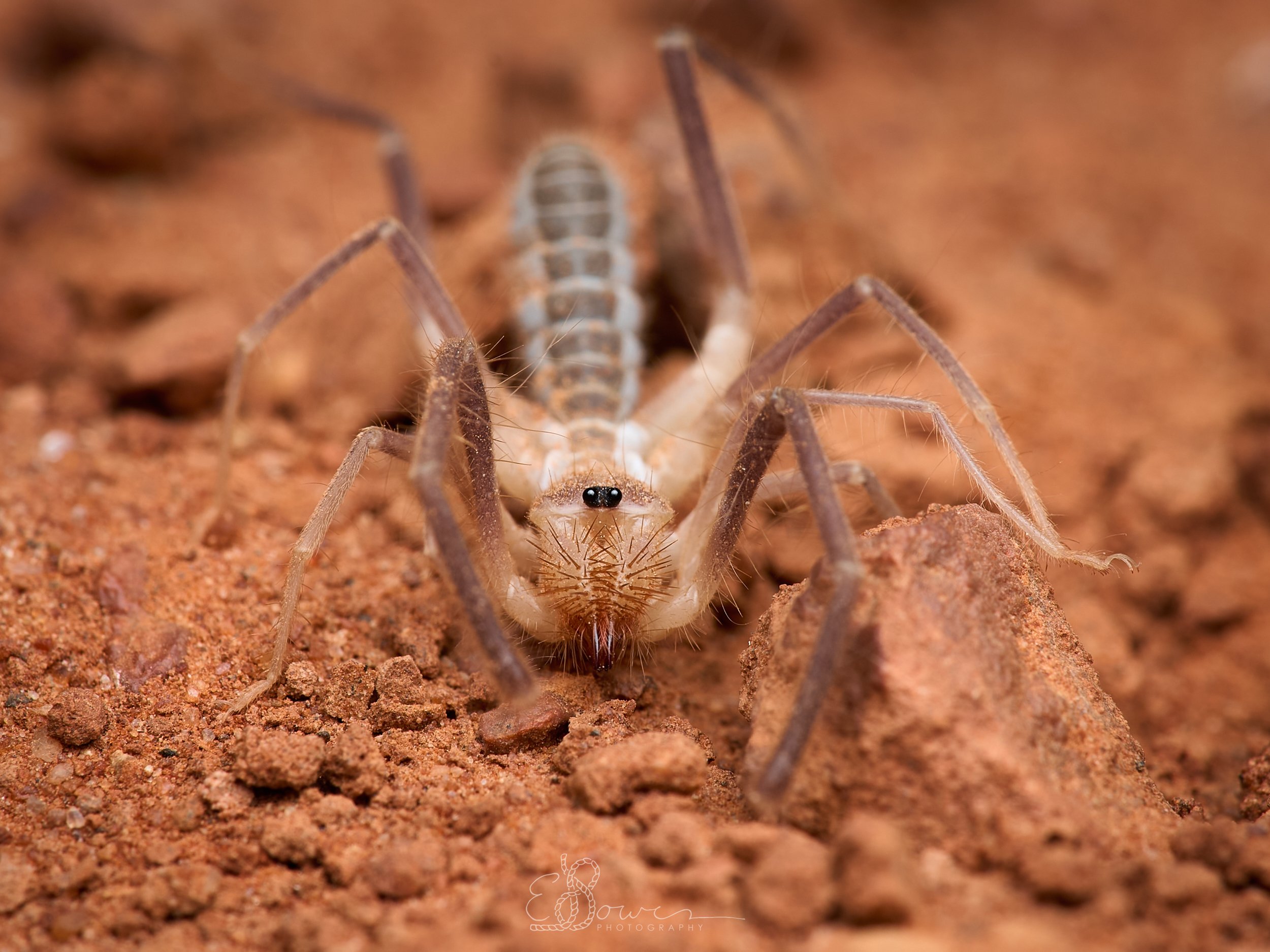  STRAIGHT-FACED WIND SCORPION    
Shot in Indian Creek, UT | June 2025   
90 mm | f/10 | 1/250 s | ISO 200
  insect., 