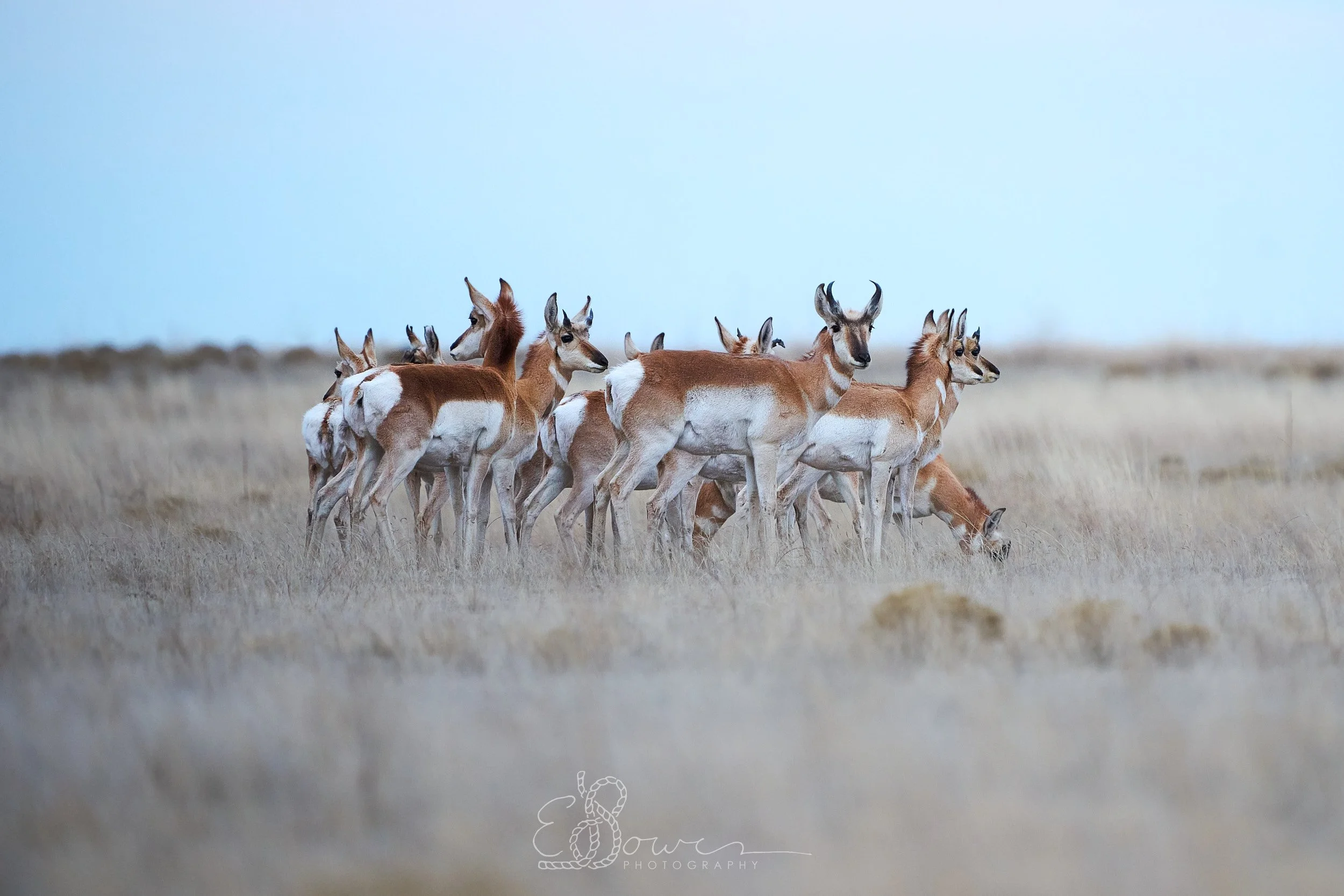 PRONGHORN_2026-02-16_EB11224-2500px.jpg