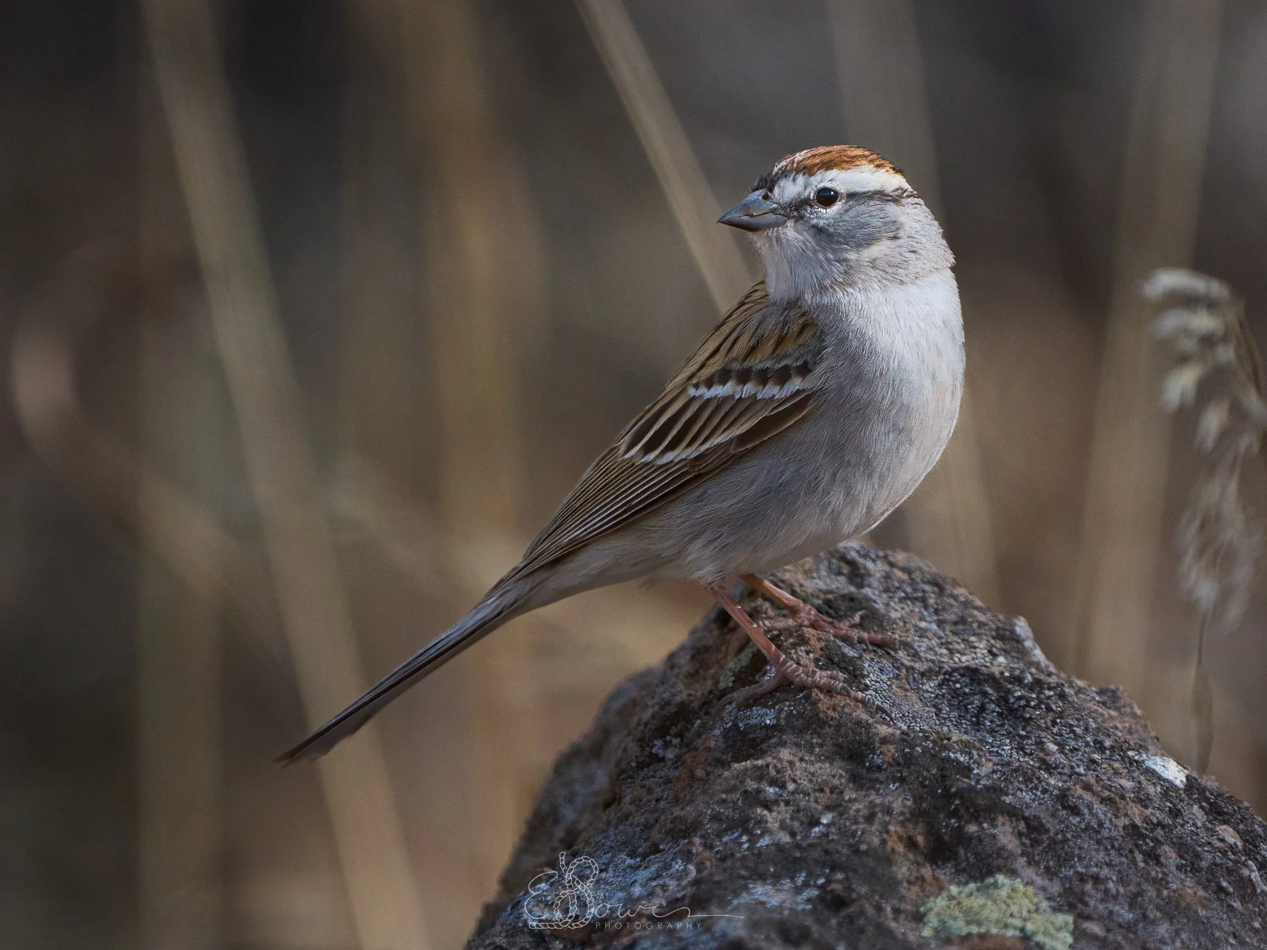 CHIPPING SPARROW I
Shot in Los Alamos, NM | April 2025
600 mm | f/6.3 | 1/4000 s | ISO 3200
bird.