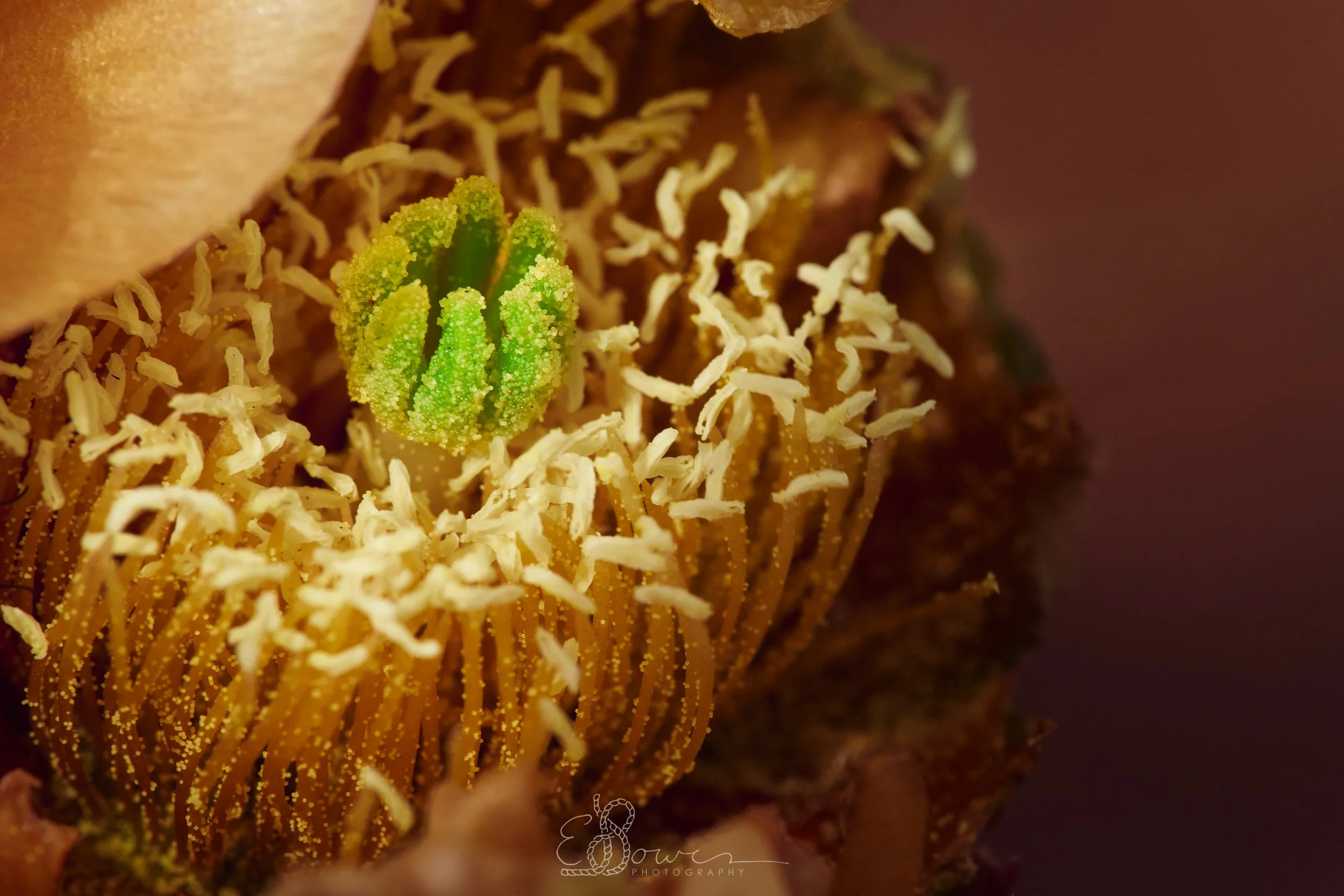  PRICKLY PEAR I    
Shot in Indian Creek, UT | May 2025   
90 mm | f/11 | 1/250 s | ISO 1600
  flora., 