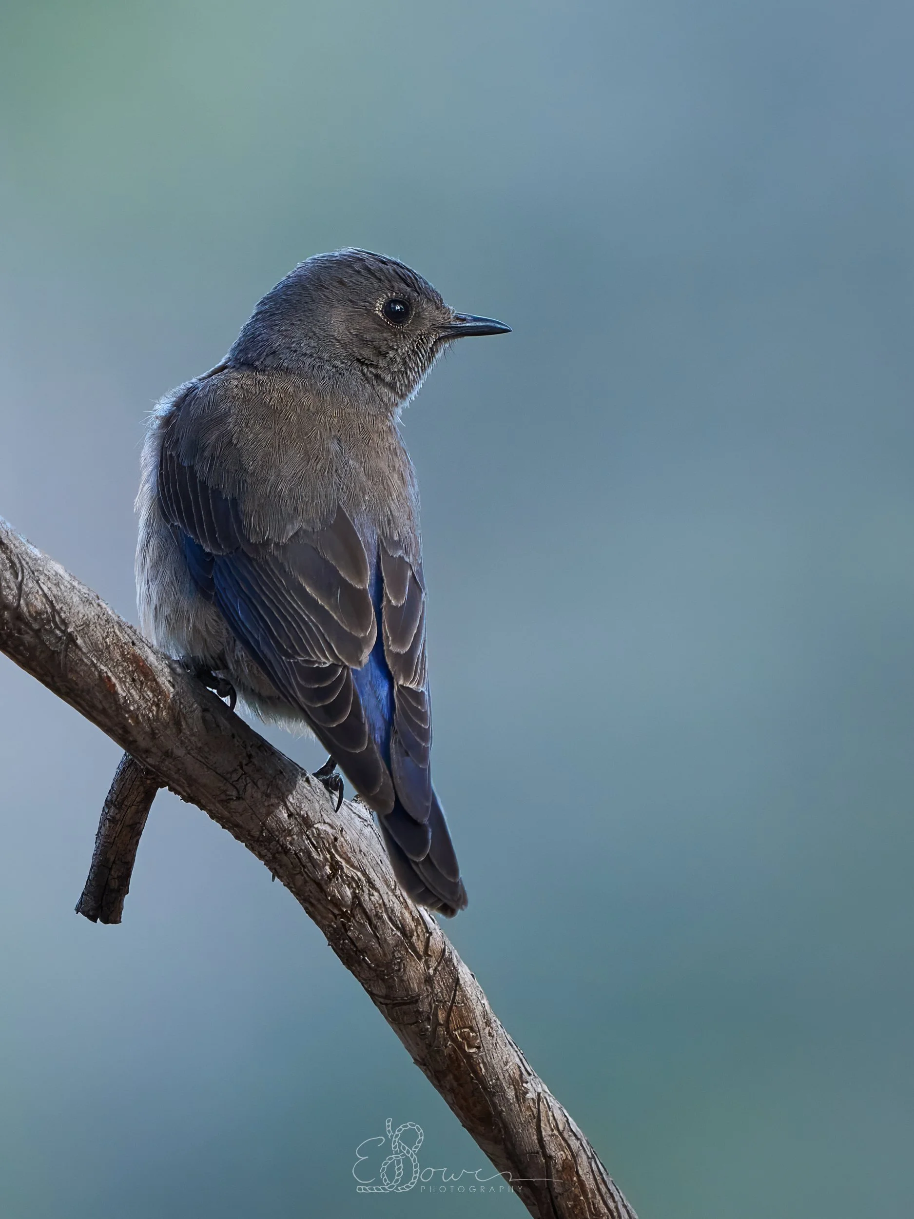   WESTERN BLUEBIRD III     
Shot in Los Alamos, NM | April 2025   
600 mm | f/6.3 | 1/500 s | ISO 1000
  bird., 